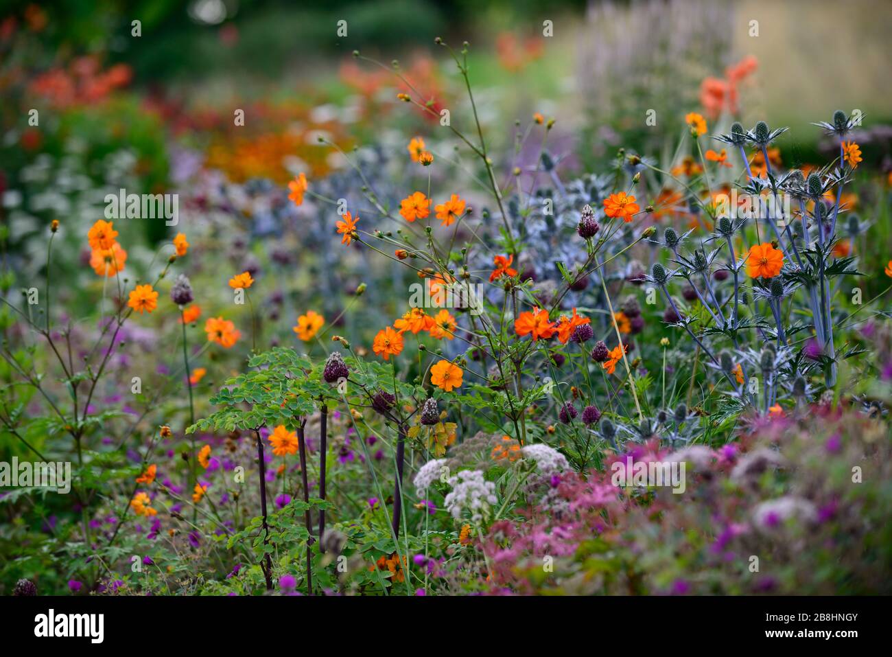 cosmos tango,Eryngium x zabelii big blue,Allium sphaerocephalon,arancio viola fiori blu,fiore,fiori,fioritura,primavera, giardino,giardini,R Foto Stock