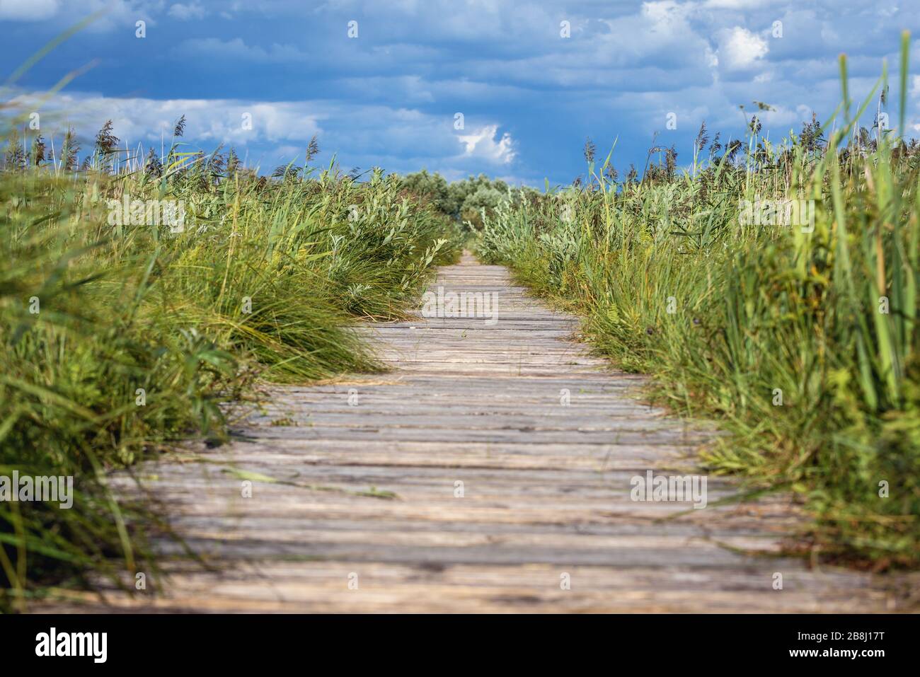 Percorso in legno chiamato Dluga Luka - lungo Gap attraverso Lawki Fen verso una piattaforma di osservazione nel Parco Nazionale di Biebrza, Polonia Foto Stock