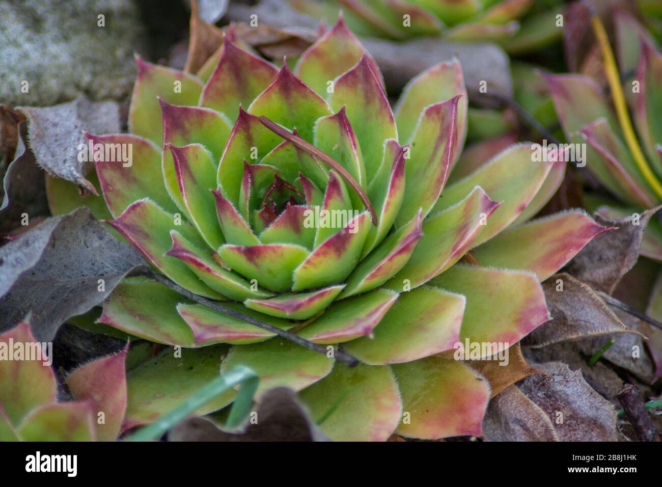 Sempervivum - Houseleek succulente o pietra rosa in giardino, sfondo naturale, pianta all'aperto Foto Stock