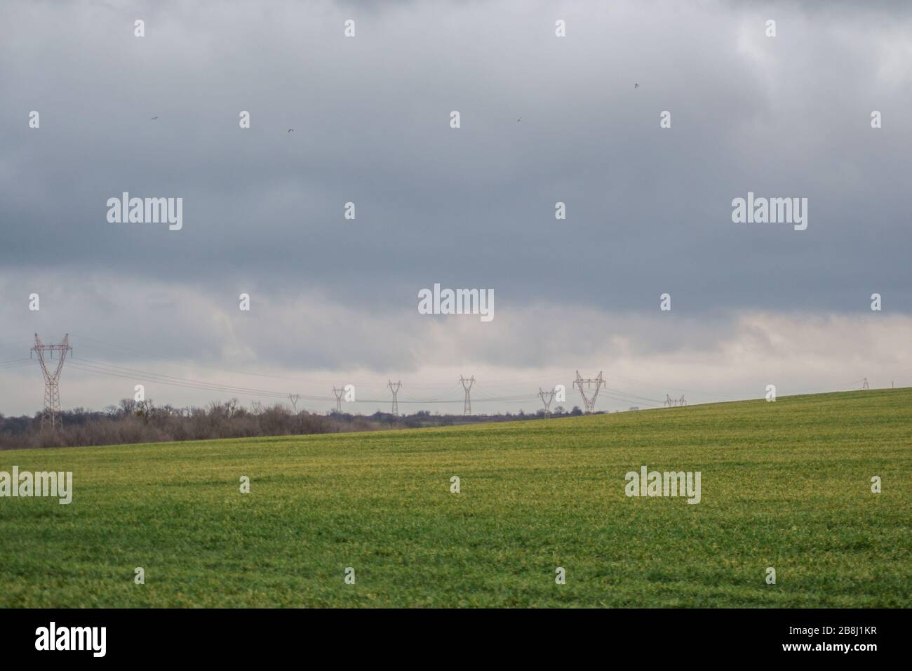 Prato verde erba, campo agricolo, tempo nuvoloso, piloni di elettricità nella parte posteriore, sfondo naturale Foto Stock