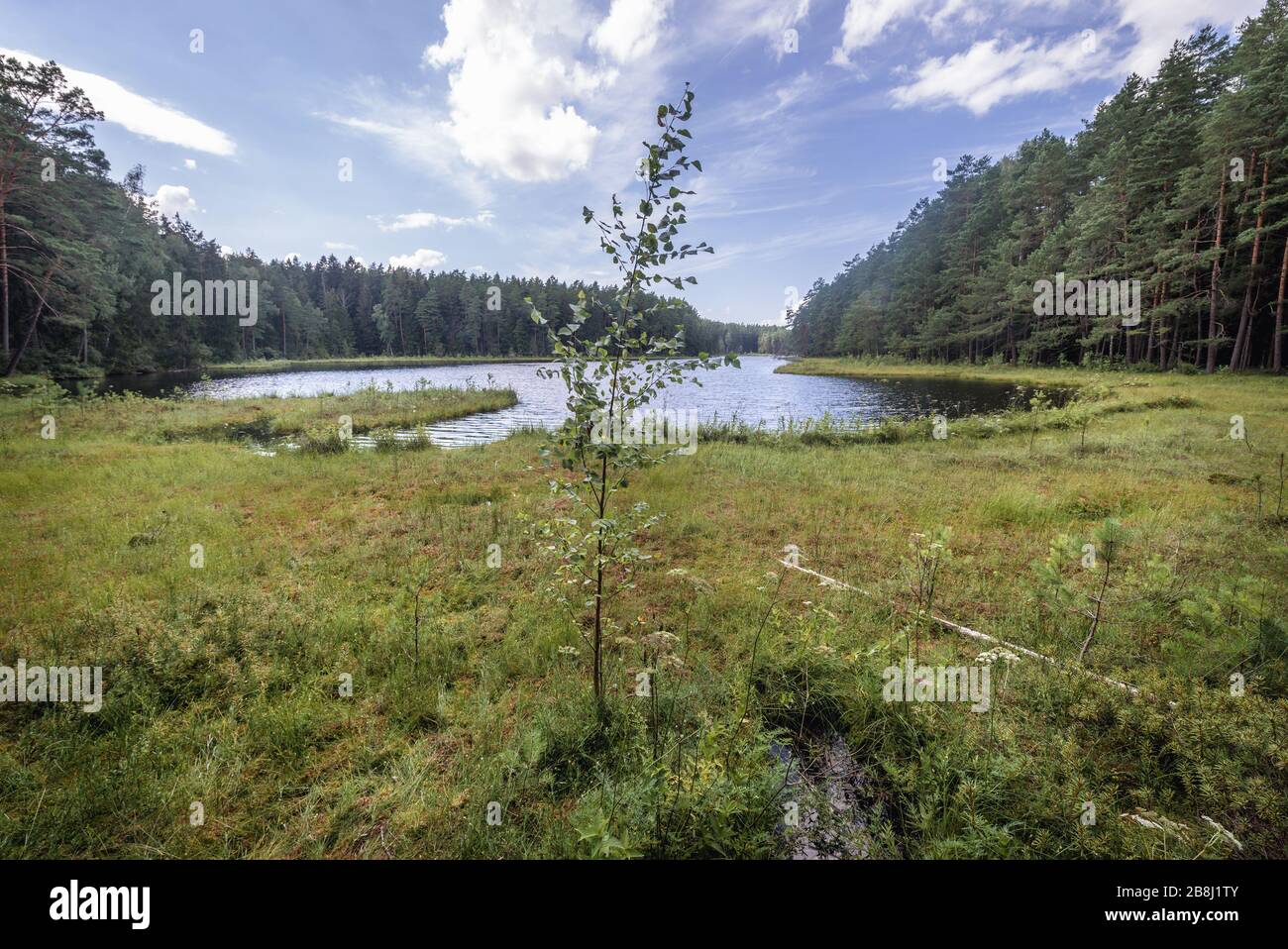 Lago Suchar Wielki nella zona del Parco Nazionale di Wigry vicino al villaggio di Slupie all'interno della contea di Suwalki, Voivodato di Podlaskie nella Polonia nordorientale Foto Stock