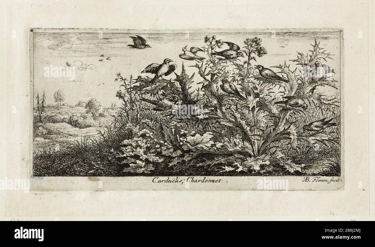 Uccello libro, il goldfinch (Robert-Dumesnil 410, Bartsch 89) Albert Flamen (1620-1674). Livre d'oiseaux. Le chardonneret (Robert-Dumesnil 410, Bartsch 89). Eau-forte, XVIIe siècle. Musée des Beaux-Arts de la Ville de Paris, Petit Palais. Foto Stock