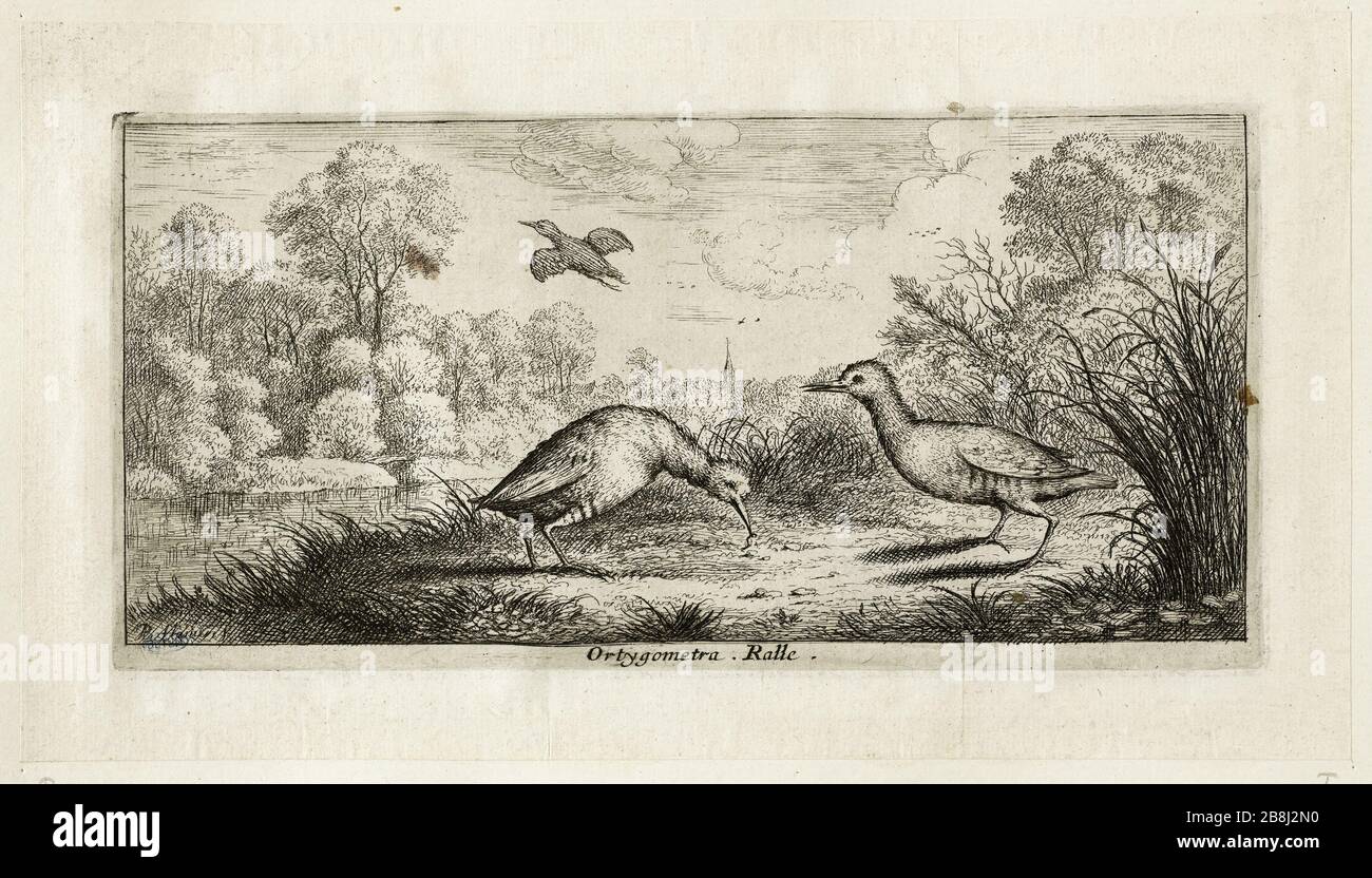 Libro di uccello, il sonaglino (Robert-Dumesnil 409, Bartsch 88) Albert Flamen (1620-1674). Livre d'oiseaux. Le râle (Robert-Dumesnil 409, Bartsch 88). Eau-forte, XVIIe siècle. Musée des Beaux-Arts de la Ville de Paris, Petit Palais. Foto Stock