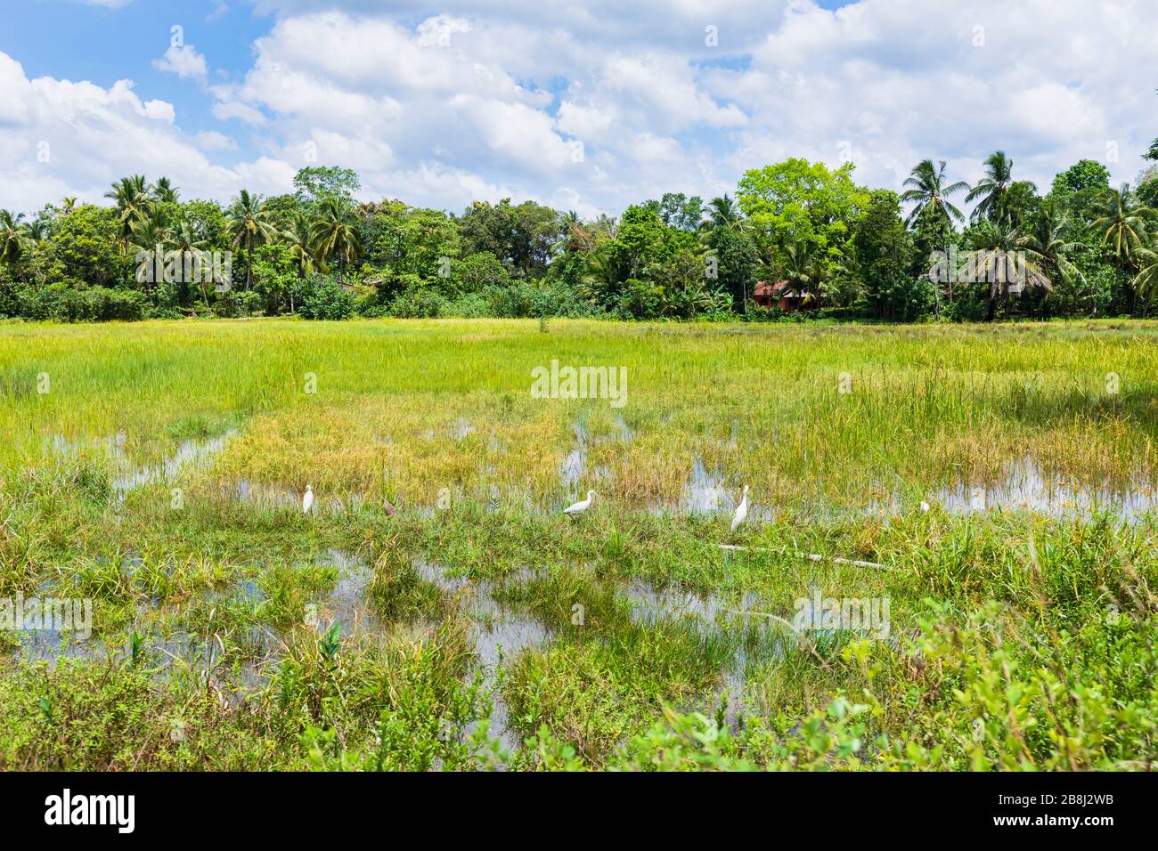Le egrette gialle (Ardea intermedia) nei tipici risaie rurali incontaminati del distretto di Horagampita, vicino a Galle, provincia meridionale, Sri Lanka Foto Stock