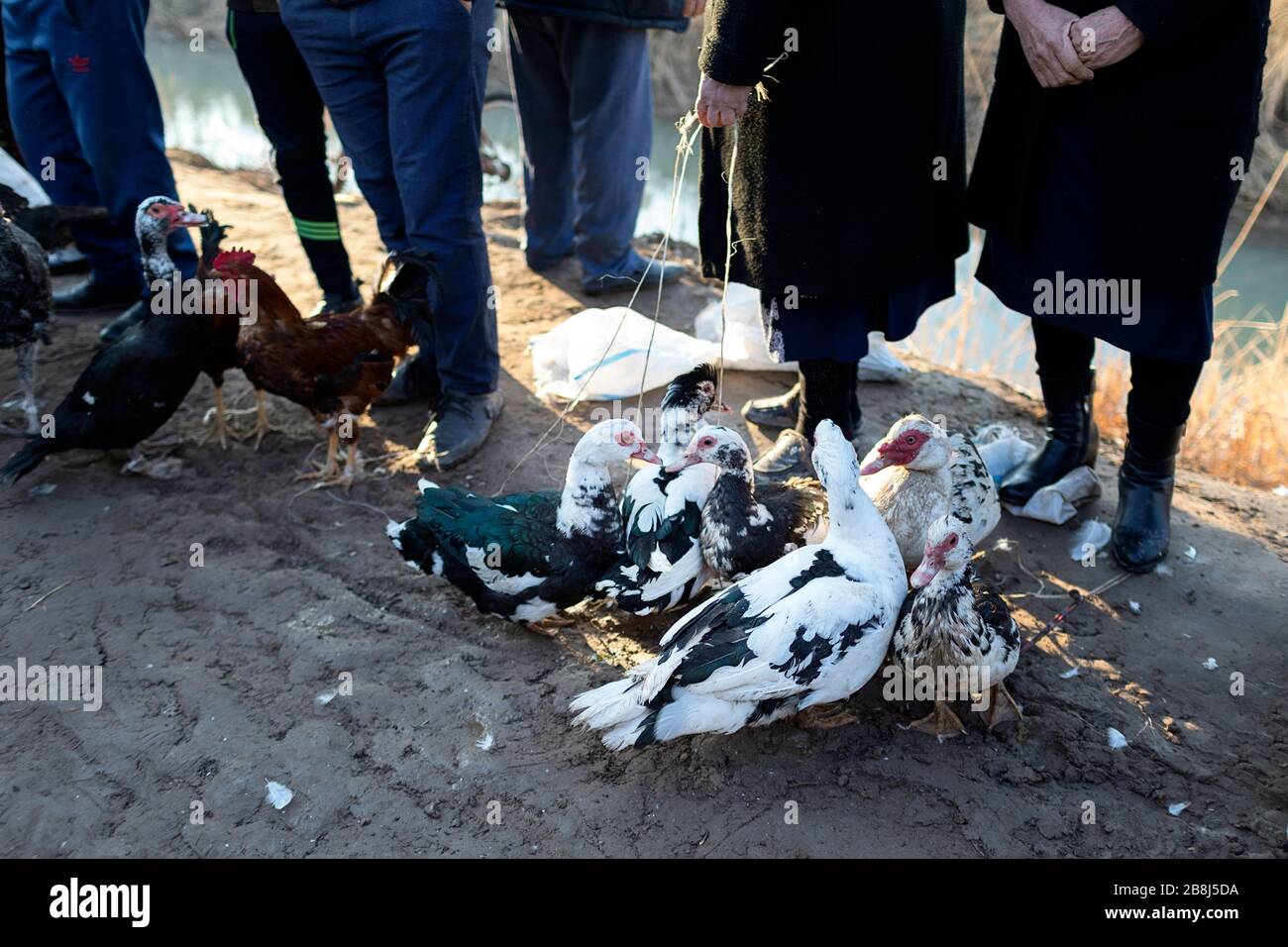 Persone che vendono anatre sul mercato di strada, Khiva, Uzbekistan Foto Stock