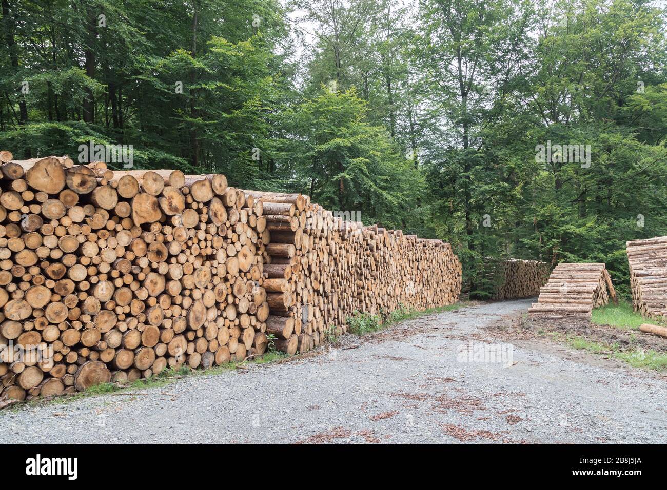 deposito di pali di legno in foresta tedesca Foto Stock