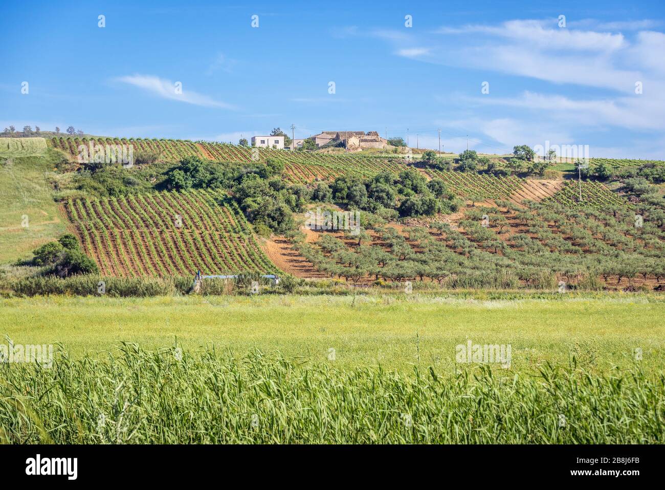 Vigneti e oliveti nelle zone rurali della provincia di Trapani sull'Isola di Sicilia in Italia Foto Stock