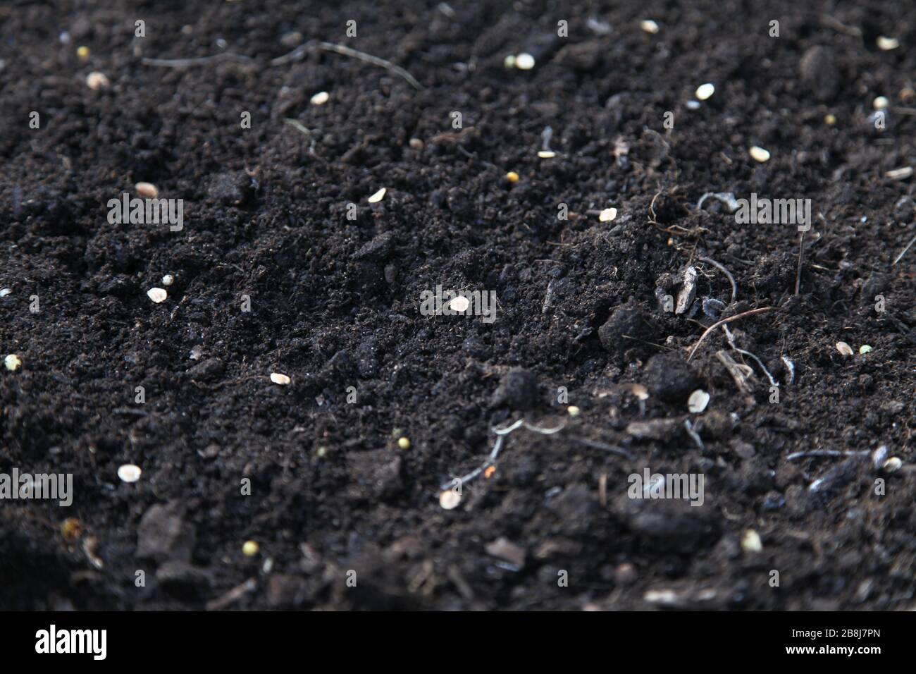 Semina F1 Gladiator Parsnip semi in fresco compost sporco, piantando verdure in primavera, Regno Unito 2020 Foto Stock