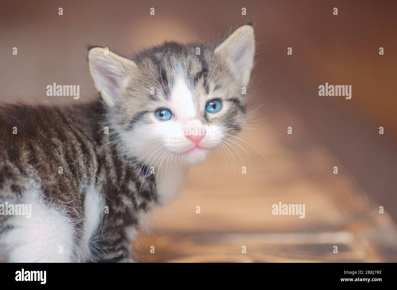 Gattini Divertenti Immagini E Fotos Stock Alamy