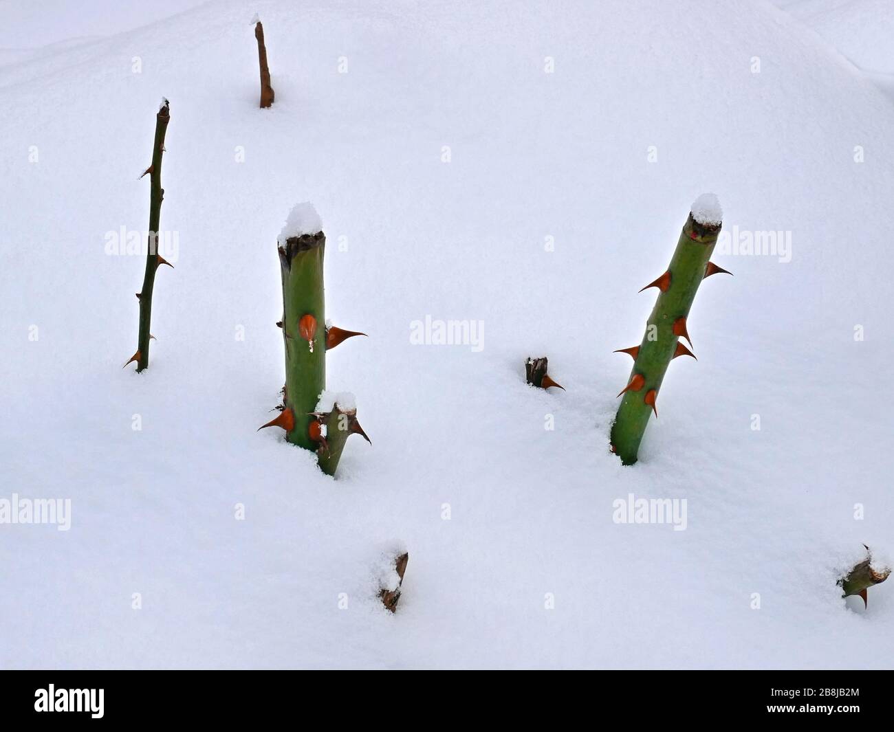 Gambi tagliati di rose con spine spiky nella neve, primo piano Foto Stock