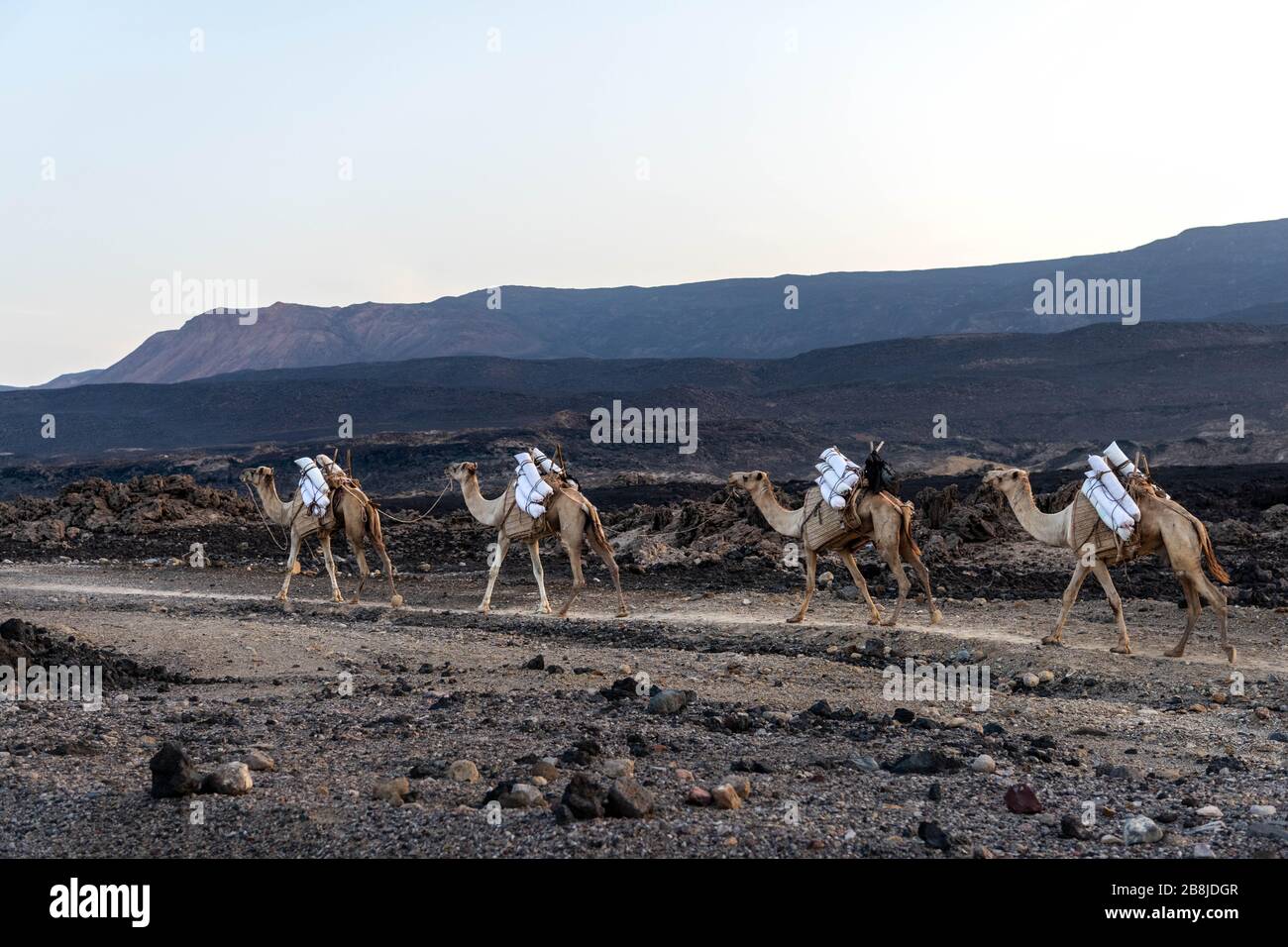 Africa, Gibuti, Lago Assal. Una tradizionale carovana di cammelli lascia il lago Assal completamente carico di sale Foto Stock