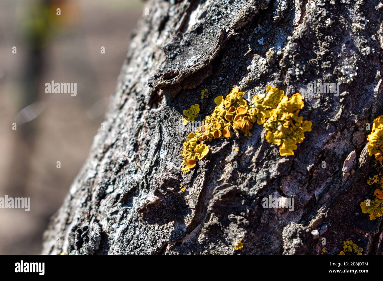 Xantoria parietina macro. Licheni gialli sulla corteccia di un fuoco selettivo dell'albero. Licheni aranciati comuni, licheni marittimi di sunburst e licheni di riva Foto Stock
