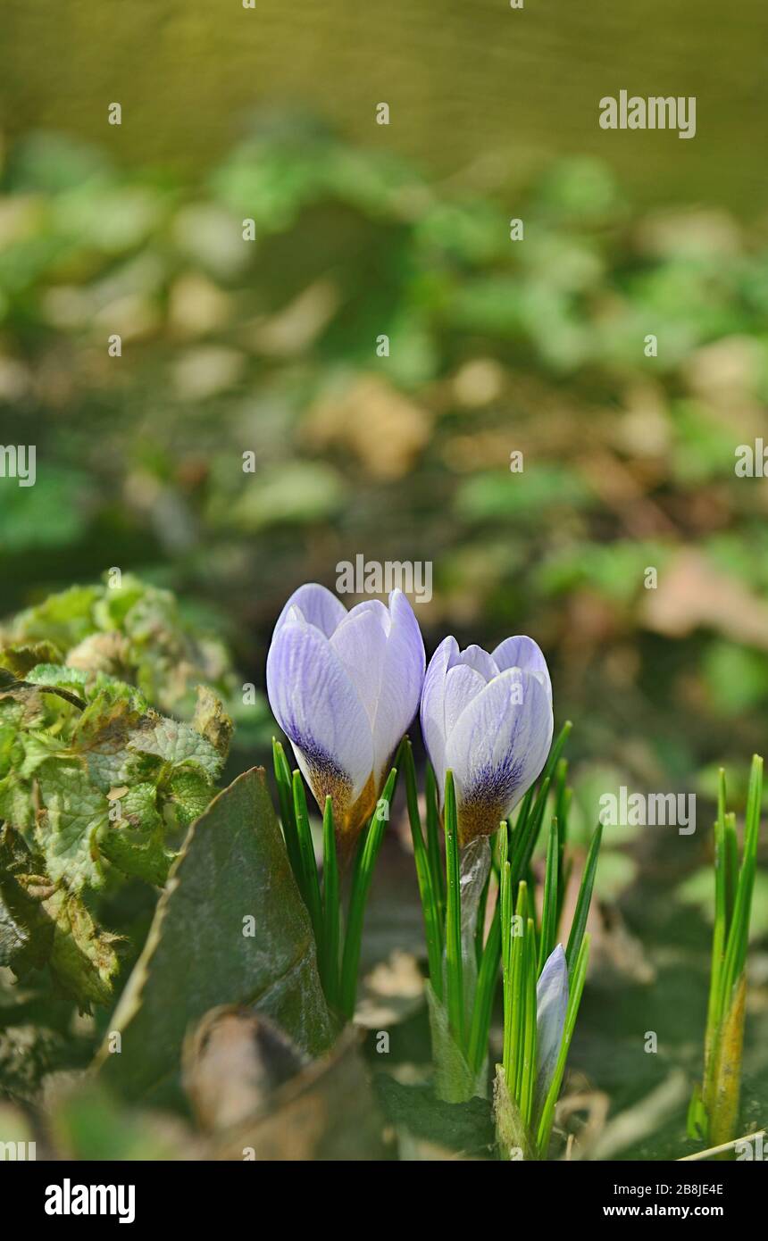 Fioritura fiori primaverili croco crescere nella fauna selvatica. Foto Stock