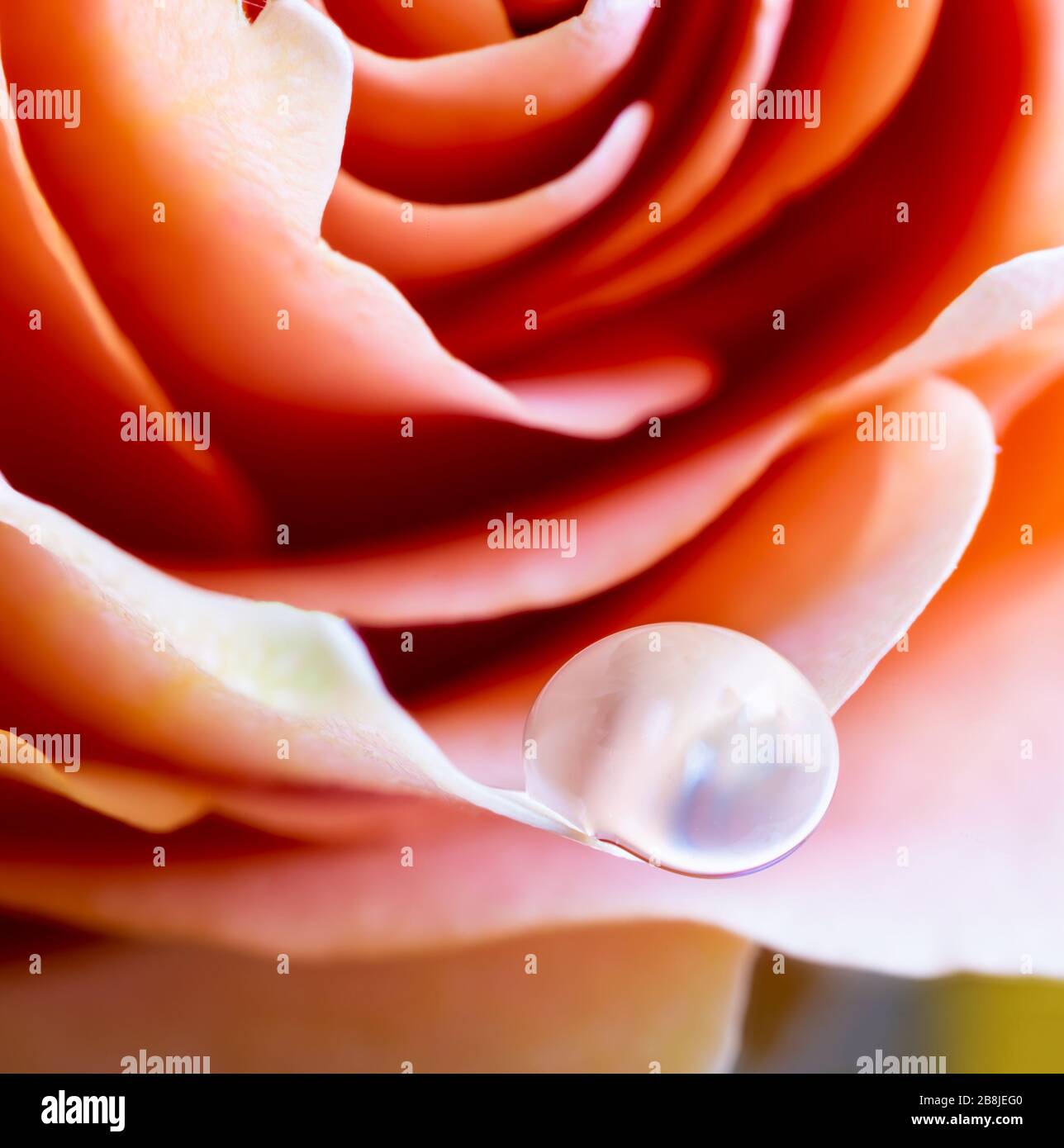 Primo piano di una goccia d'acqua sul petalo di una bella rosa arancione Foto Stock