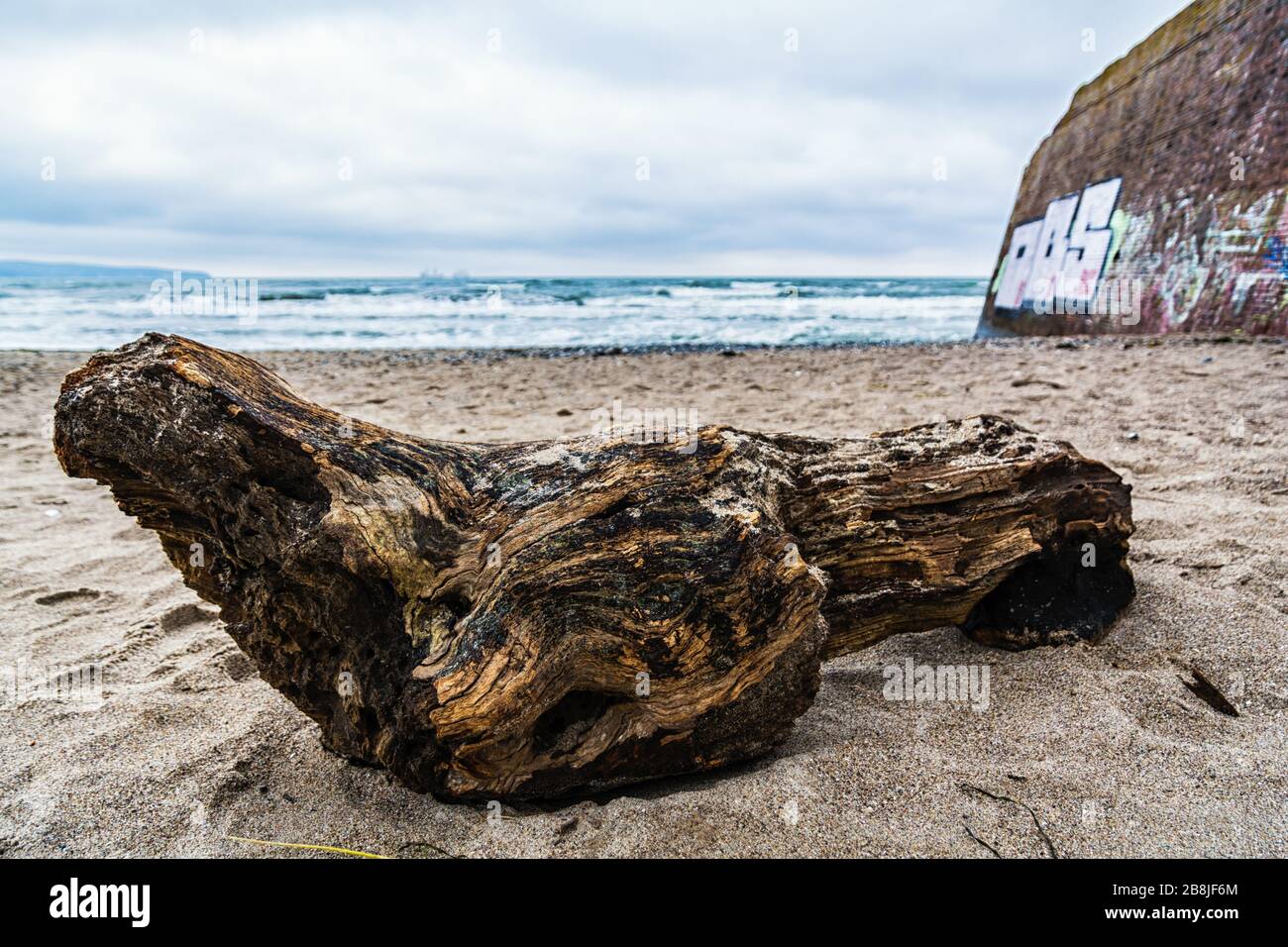 Driftwood sulla spiaggia di Prora sull'isola di Rügen in Meclemburgo-Pomerania occidentale Foto Stock