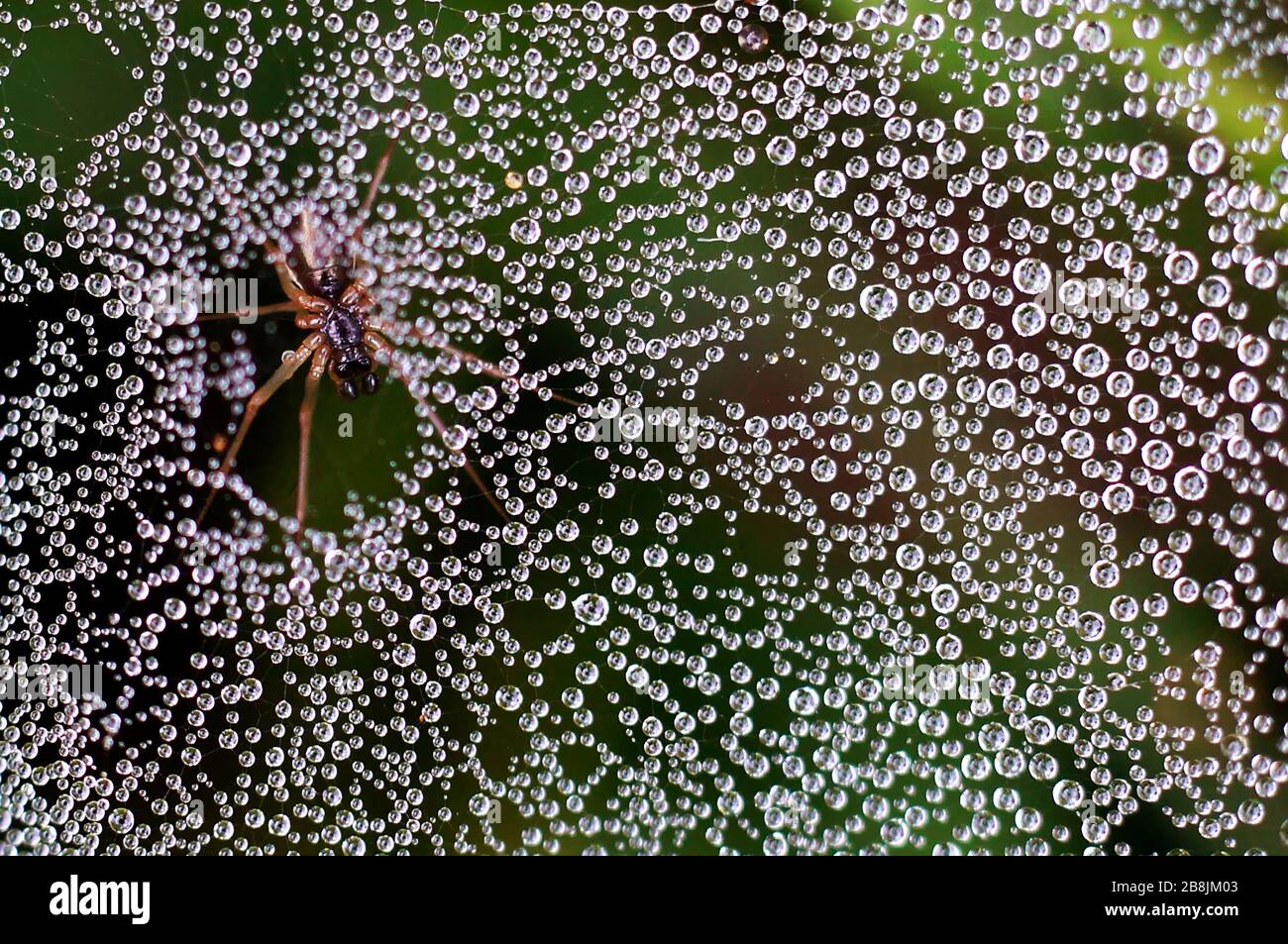 ragno su una ragnatela tra gocce di rugiada Foto Stock