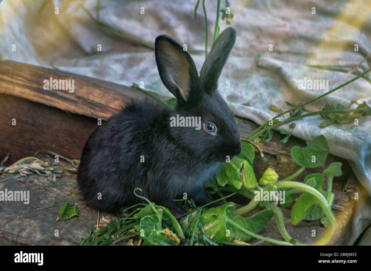 Giovane coniglietto carino con capelli soffici. Coniglio piccolo nero Foto Stock