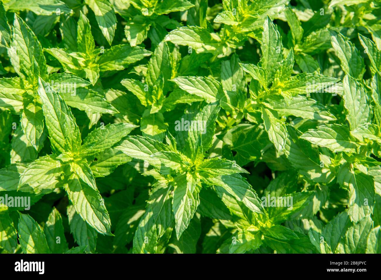 menta nel giardino - vista dall'alto, spazio per le copie Foto Stock