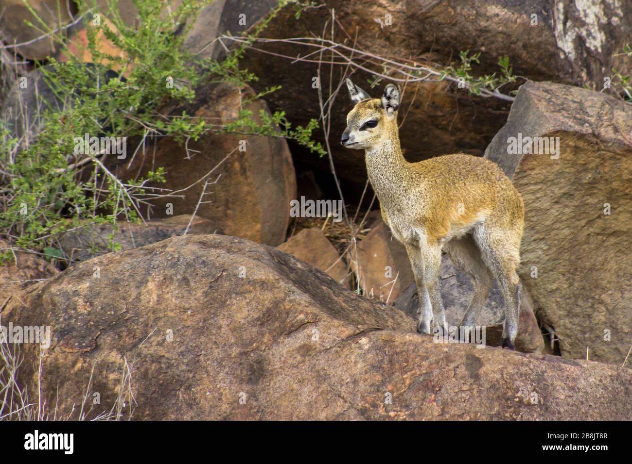 Klipspringer (Oreotragus, Oreotragus) si guarda sui massi di granito, Kruger National Park, Sudafrica Foto Stock