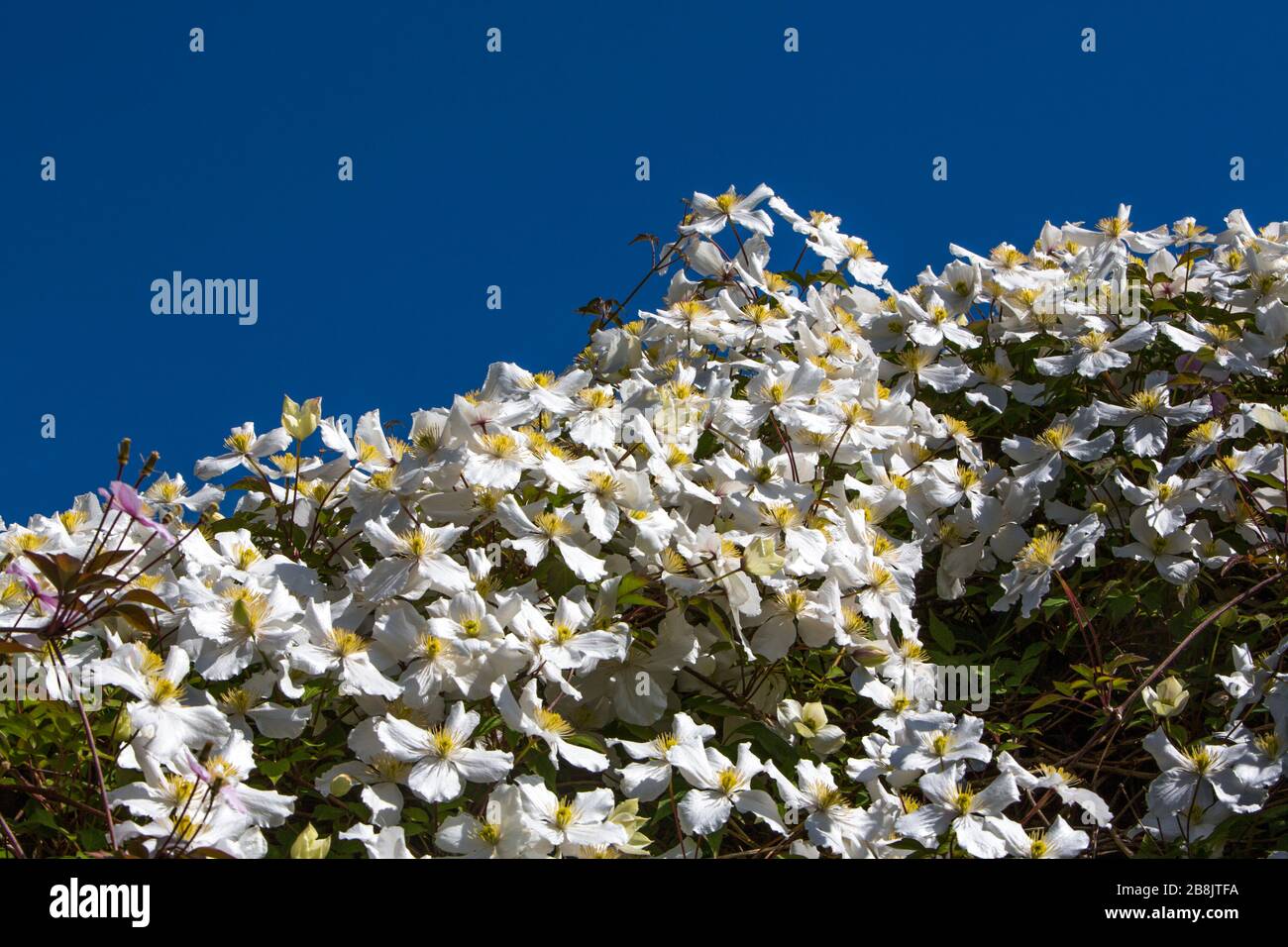 Clematis Montana, un vivace bianco che soffia un tosaerba nei Giardini Applecross, contro un cielo blu, sulla costa della Scozia occidentale. Foto Stock