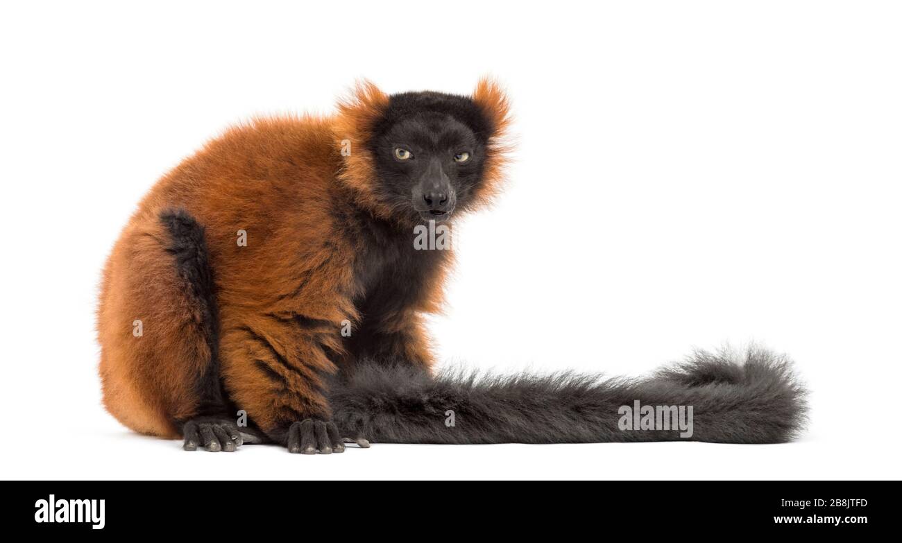 lemur rosso rovinato seduto, isolato su bianco Foto Stock