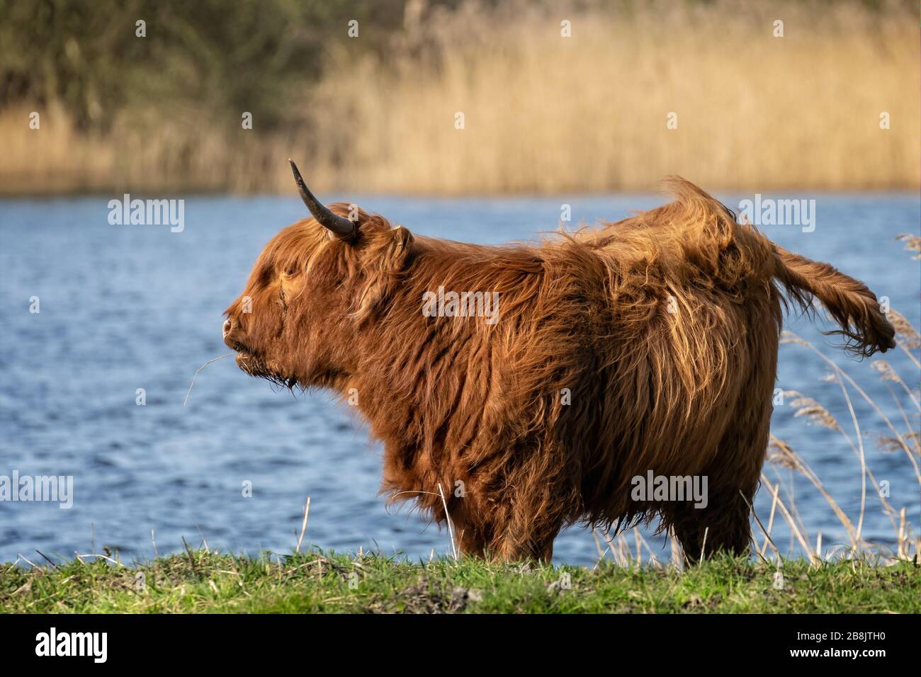 Primo piano di una lunga Highland Cow con il lago sullo sfondo a Somerset, Regno Unito Foto Stock