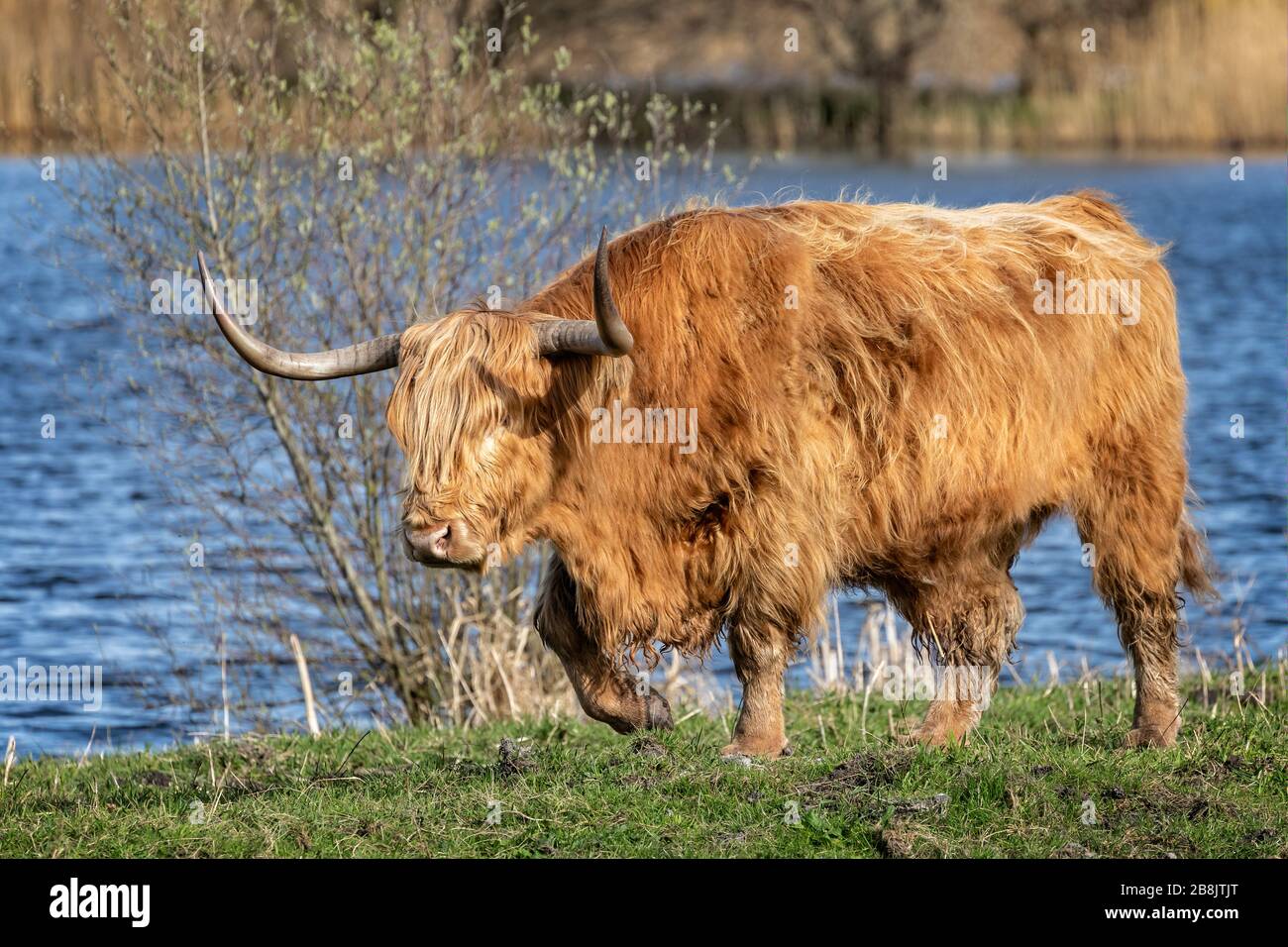 Primo piano di una lunga Highland Cow con il lago sullo sfondo a Somerset, Regno Unito Foto Stock