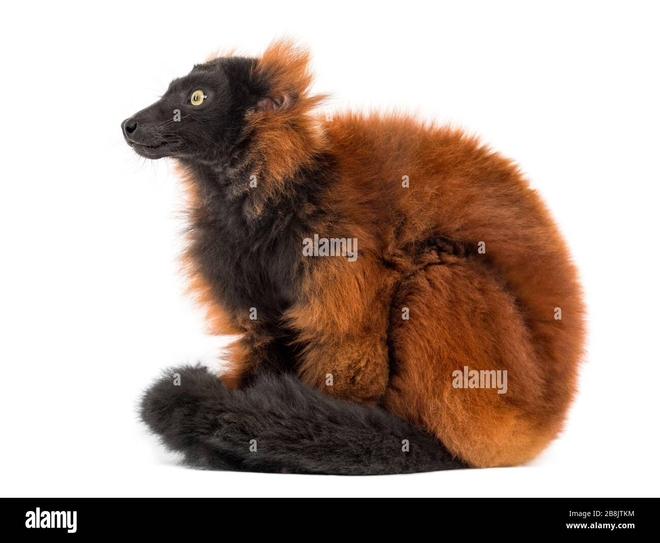 lemur rosso rovinato seduto, isolato su bianco Foto Stock
