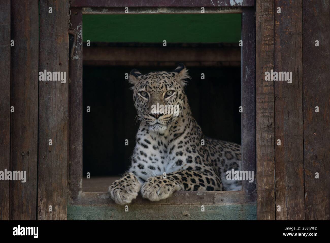 Ritratto di una giovane donna di un leopardo asiatico che riposa in cattività Foto Stock