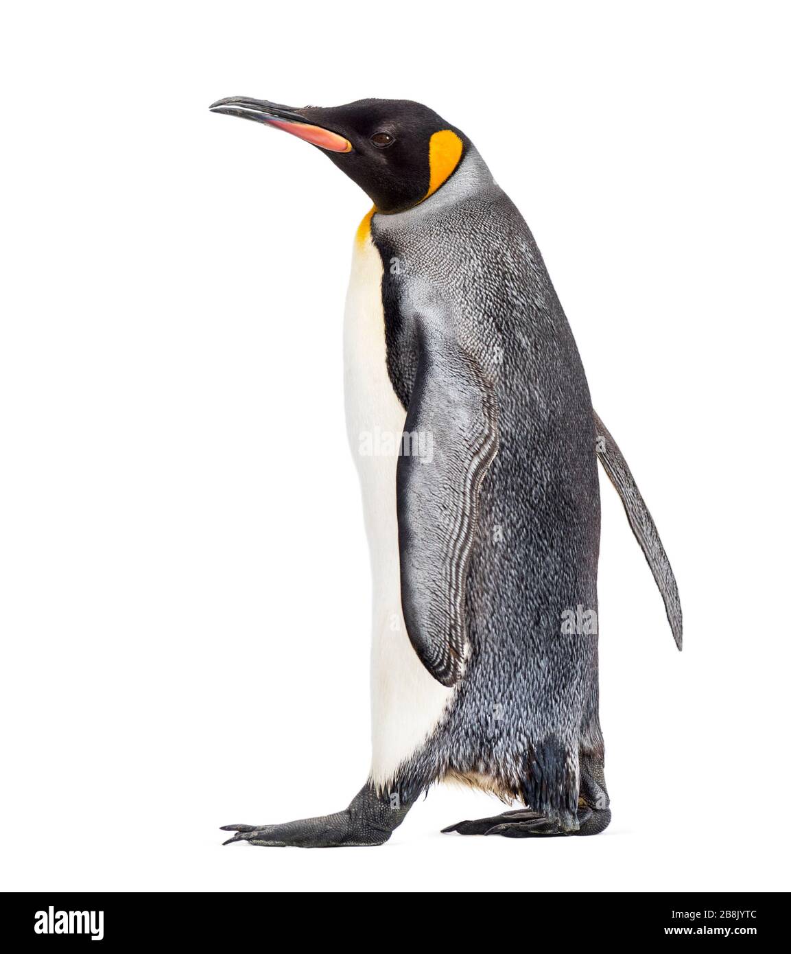Vista laterale di un king pinguino a piedi, isolato su bianco Foto Stock