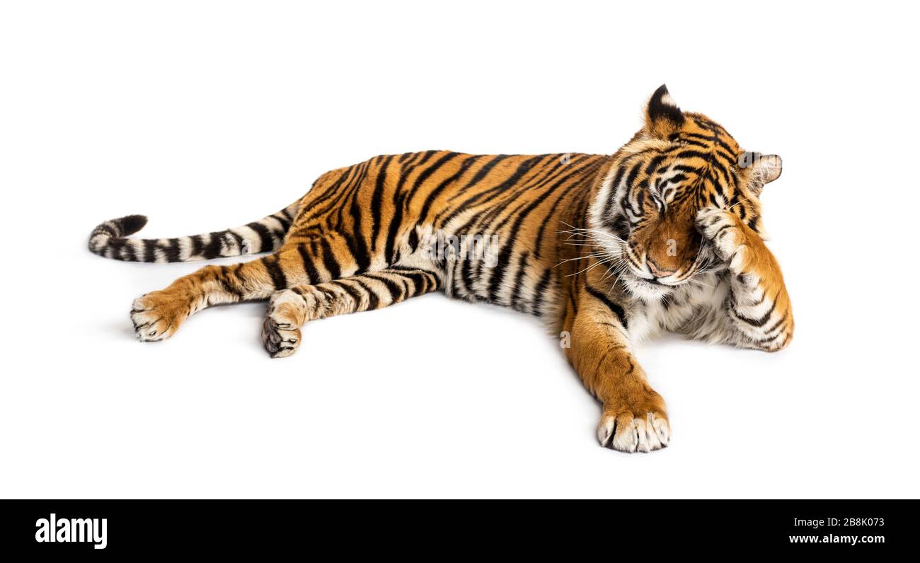 Tigre timida che giace giù, gatto grande, Foto Stock