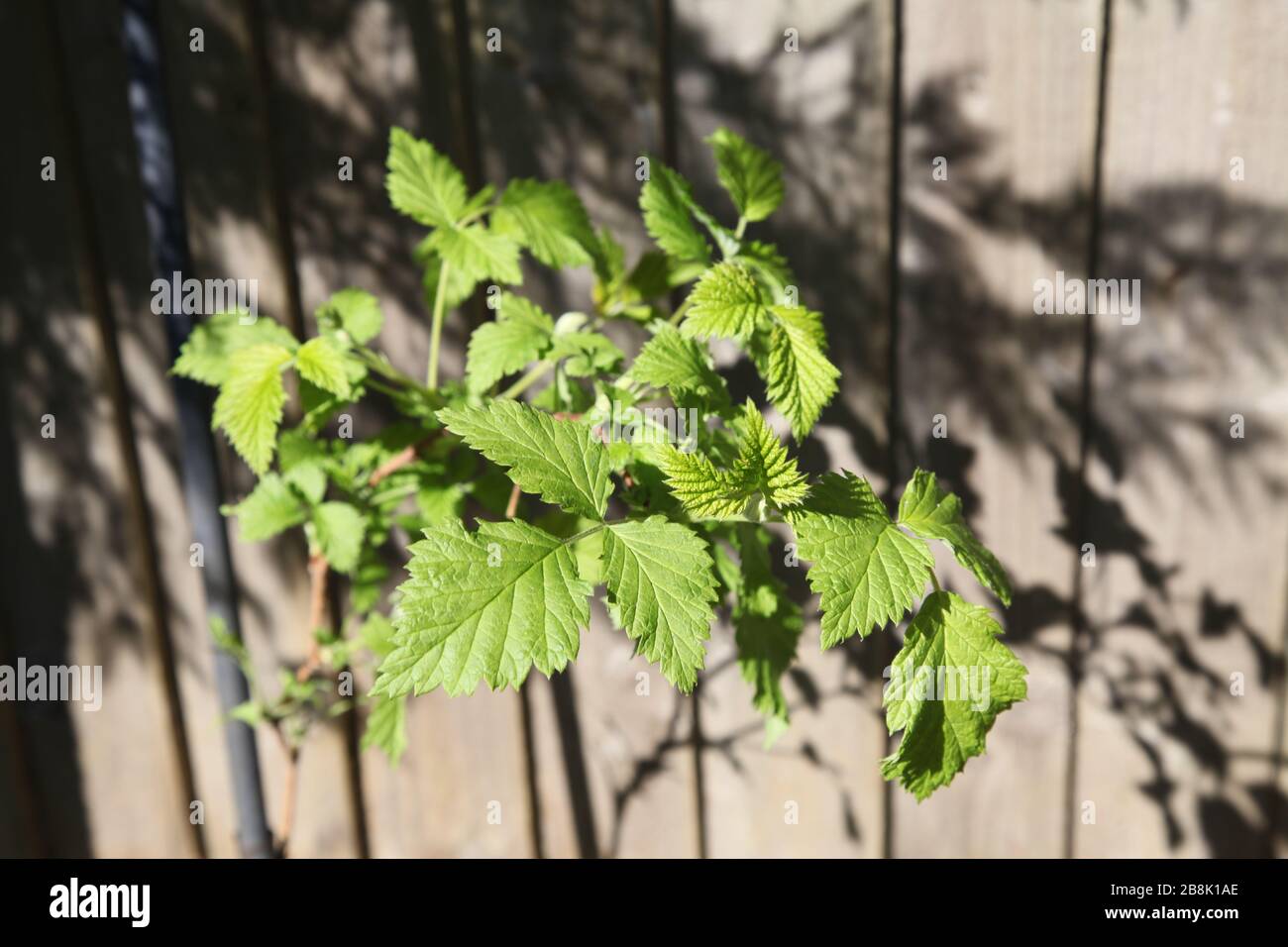 Giardino Regno Unito, nuove foglie verdi da un giovane cespuglio di lamponi rosso europeo che cresce contro una recinzione in giardino inglese primavera 2020 Foto Stock