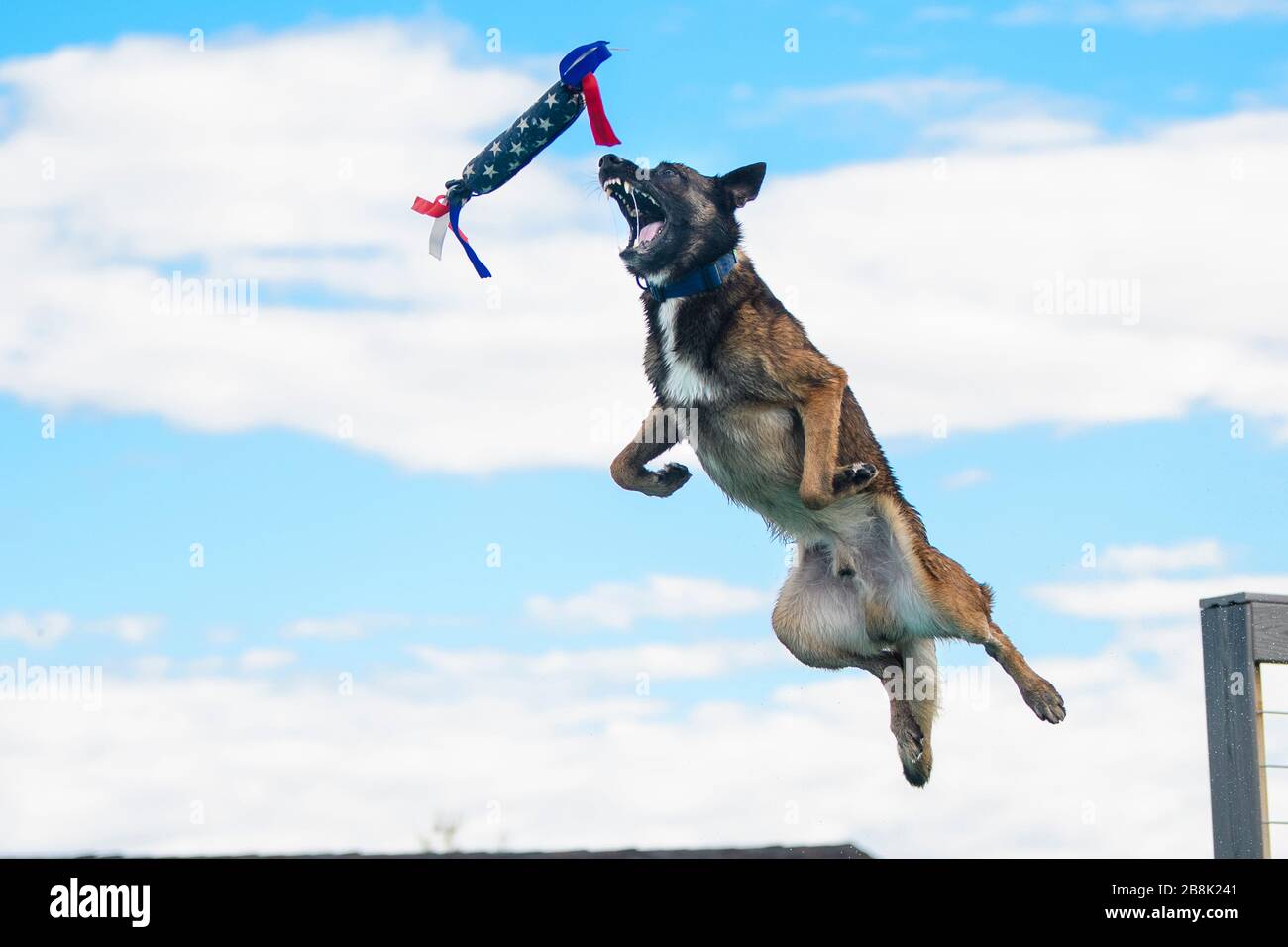 Malinois cattura un giocattolo a mezz'aria a un evento di immersione nel molo Foto Stock