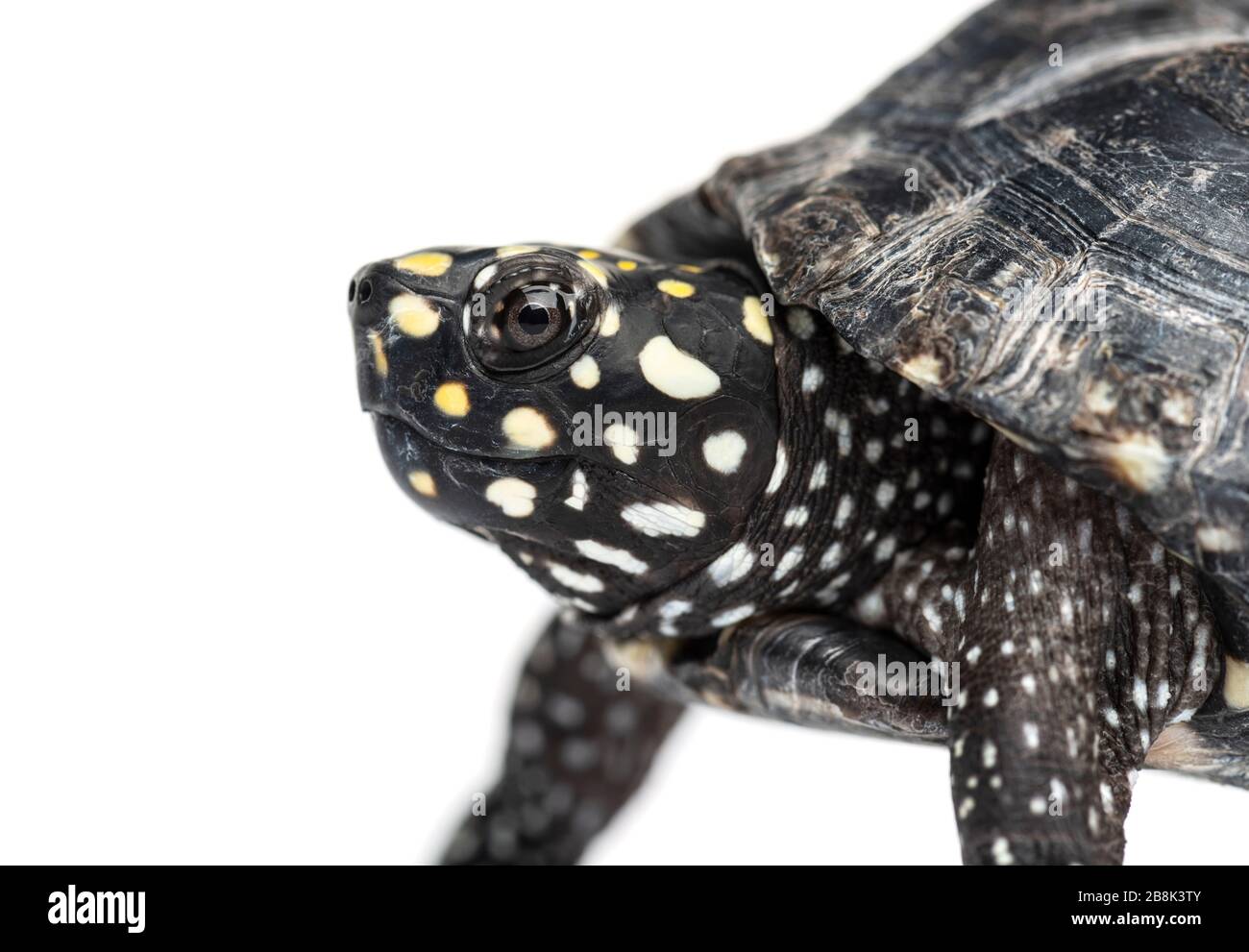 Tartaruga stagno nero, Geoclemys hamiltonii, isolato Foto Stock