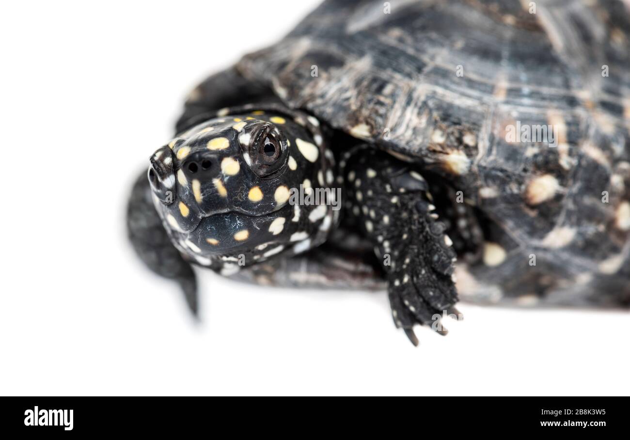 Tartaruga stagno nero, Geoclemys hamiltonii, isolato Foto Stock