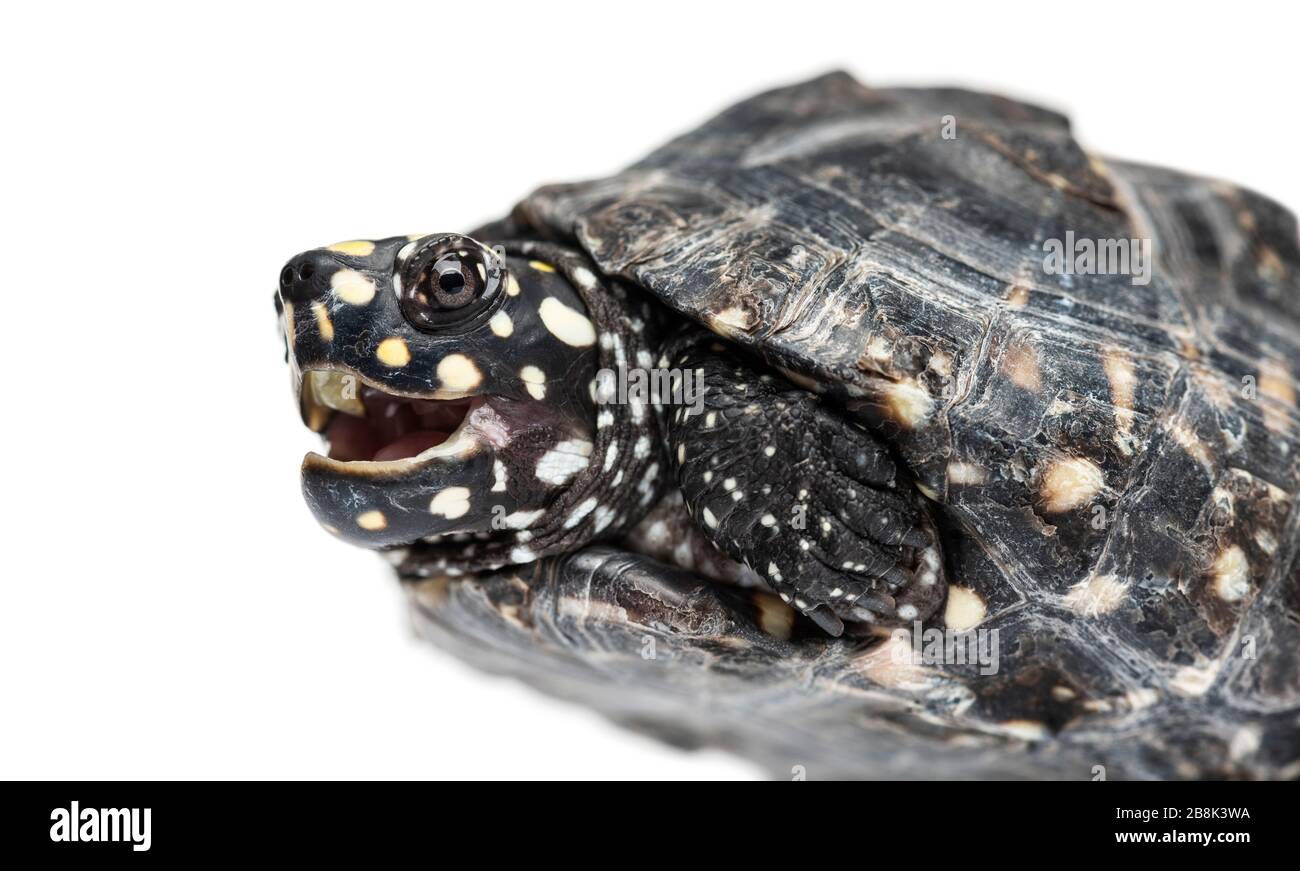 Primo piano di un tumolo di tartarughe Black stagno aperto, Geoclemys hamiltonii, isolato Foto Stock