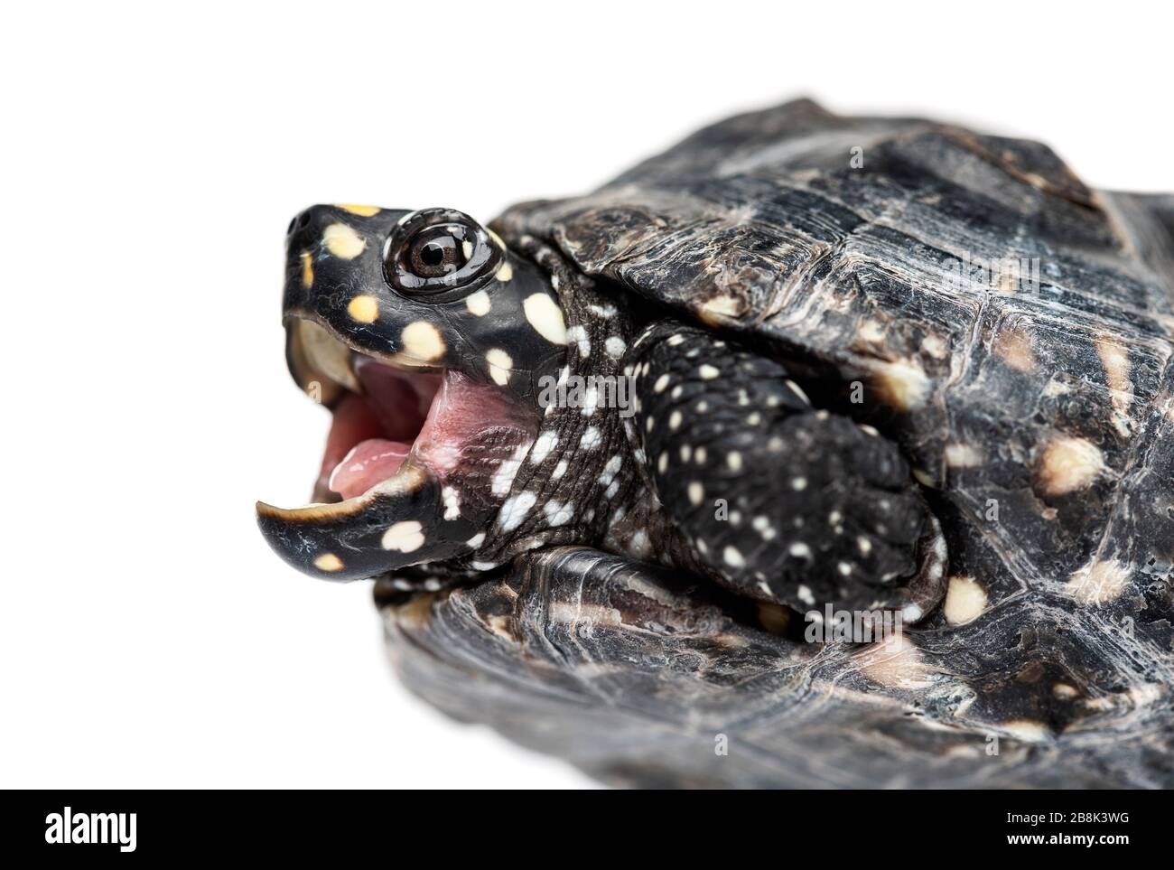 Primo piano di un tumolo di tartarughe Black stagno aperto, Geoclemys hamiltonii, isolato Foto Stock