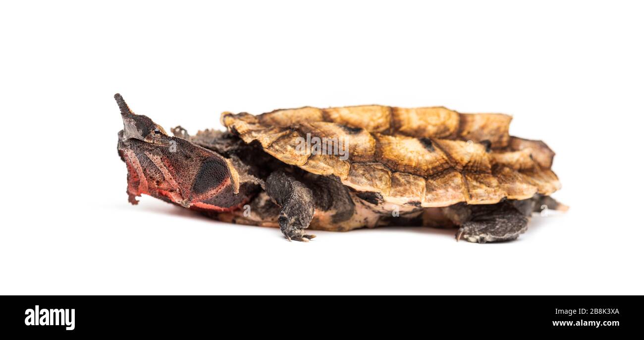Mata Mata, Chelus fimbriata, tartaruga, isolato su bianco Foto Stock