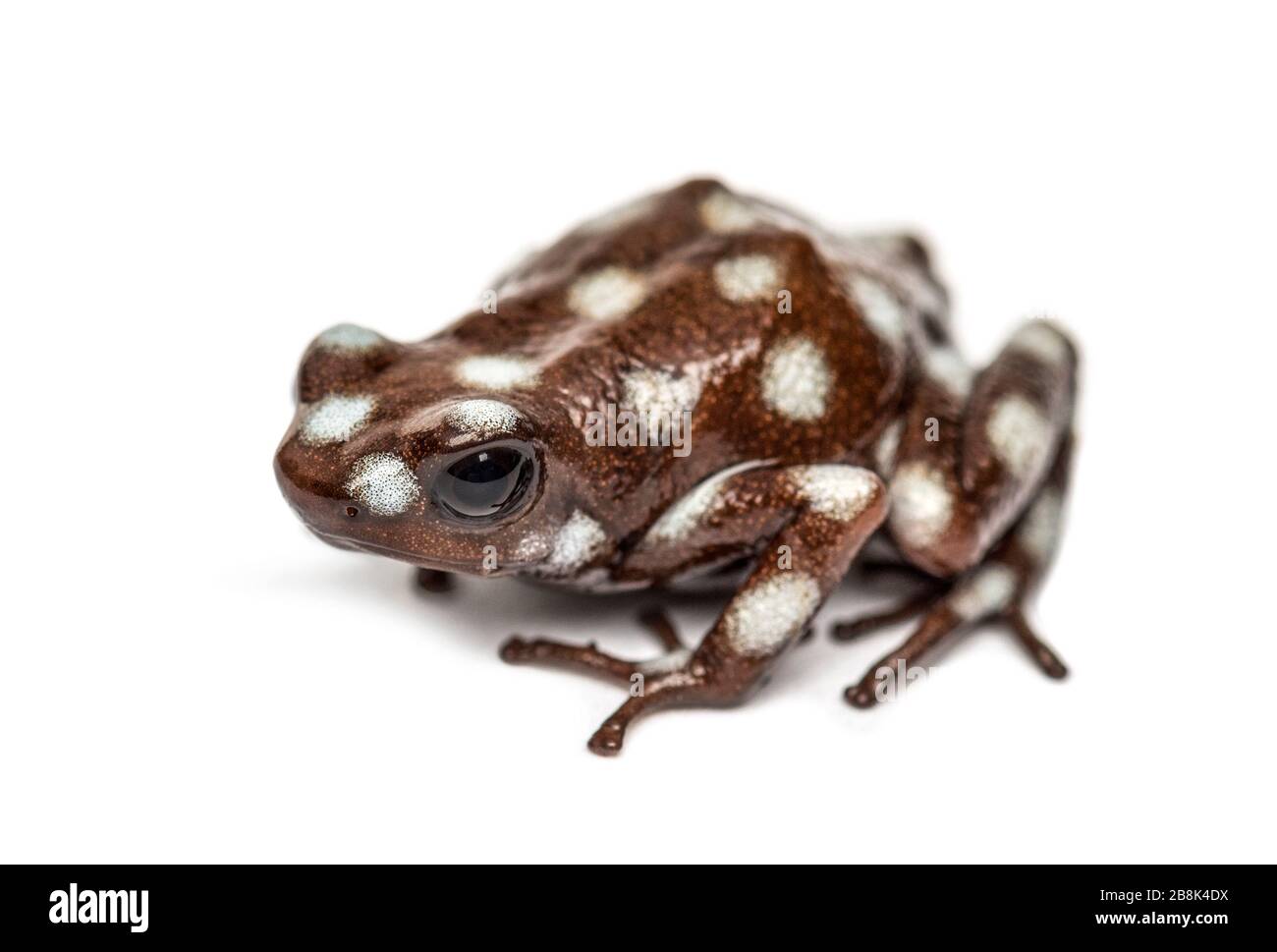 Maranon veleno rana, Excidobates mysteriosus, isolato su bianco Foto Stock