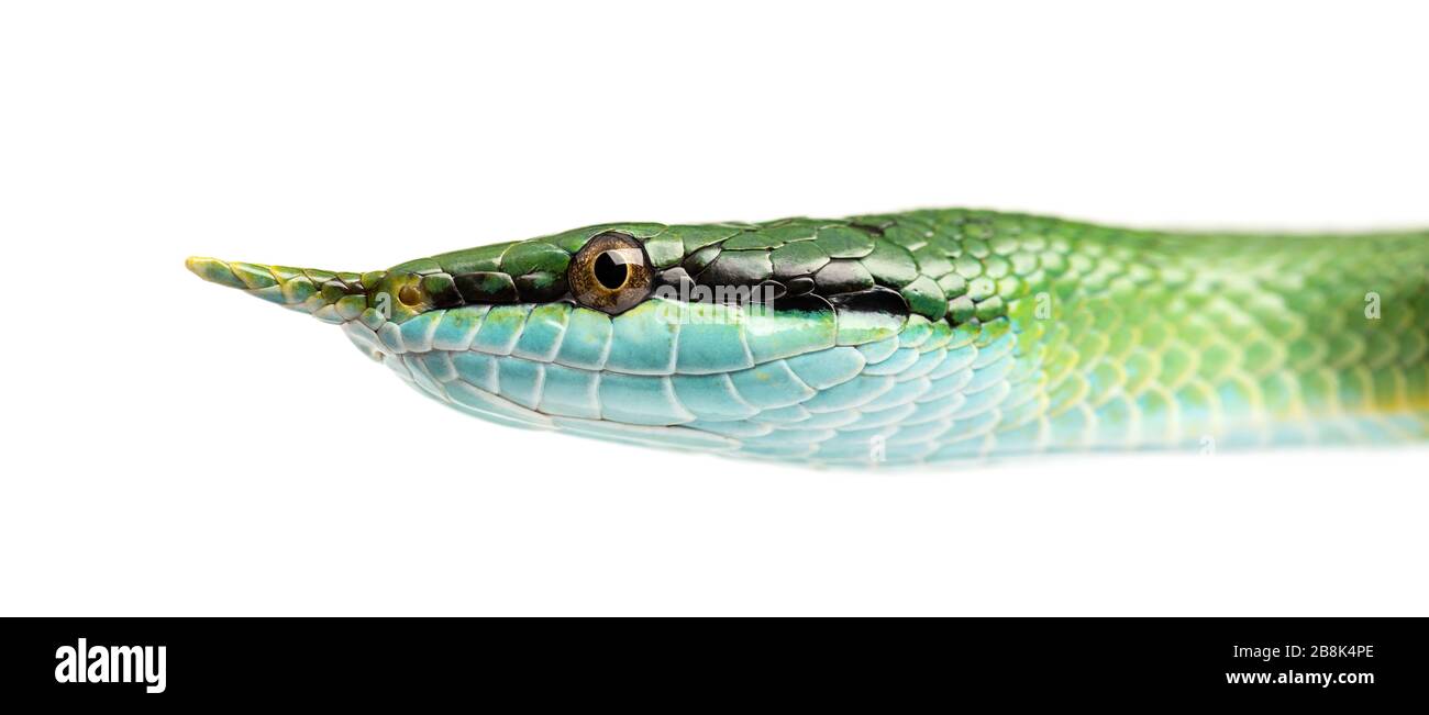 Serpente di ratto di Rhino, Rhynchophis boulengeri, isolato Foto Stock