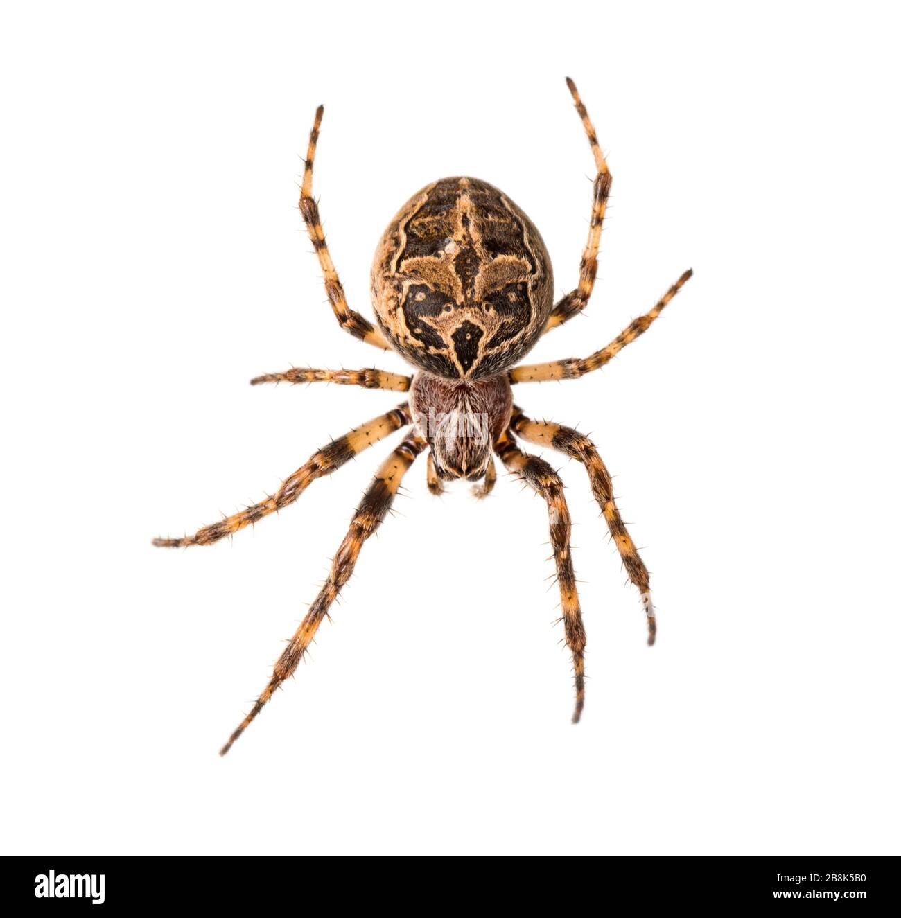 Diadem ragno sulla sua rete, Araneus diadematus, isolato Foto Stock