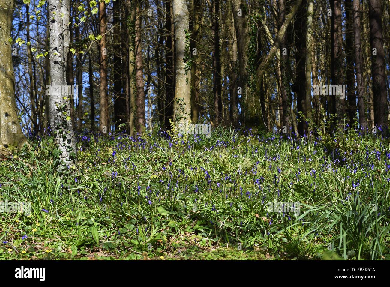 Bluebells comune in un legno scozzese. La Hyacintoides non-scripta è una pianta perenne bulbosa, che si trova nelle zone atlantiche dalla Spagna nord-occidentale alla B. Foto Stock