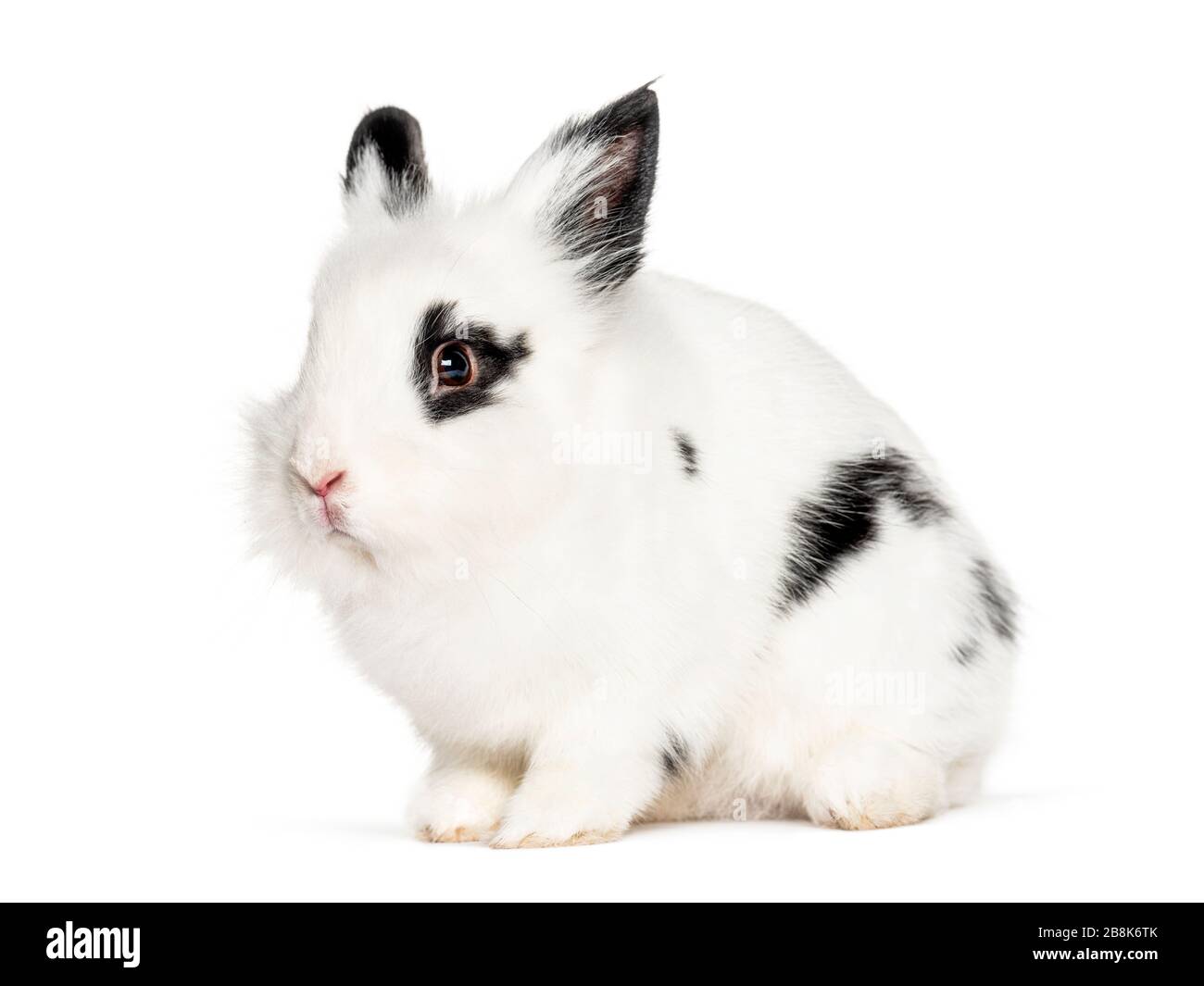 Giovane coniglio bianco e nero, isolato su bianco Foto Stock