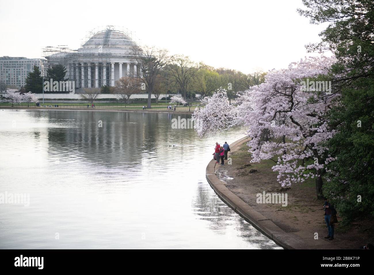 WASHINGTON DC - i fiori di ciliegio fioriscono lungo il bacino delle maree con il Jefferson Memorial, coperto da impalcature per il restauro, visibile sullo sfondo. Gli alberi in fiore, un dono del Giappone nel 1912, raggiunsero il picco di fioritura il 20 marzo 2020. Le misure di salute pubblica al momento limitavano l'accesso dei visitatori al popolare evento primaverile. Foto Stock