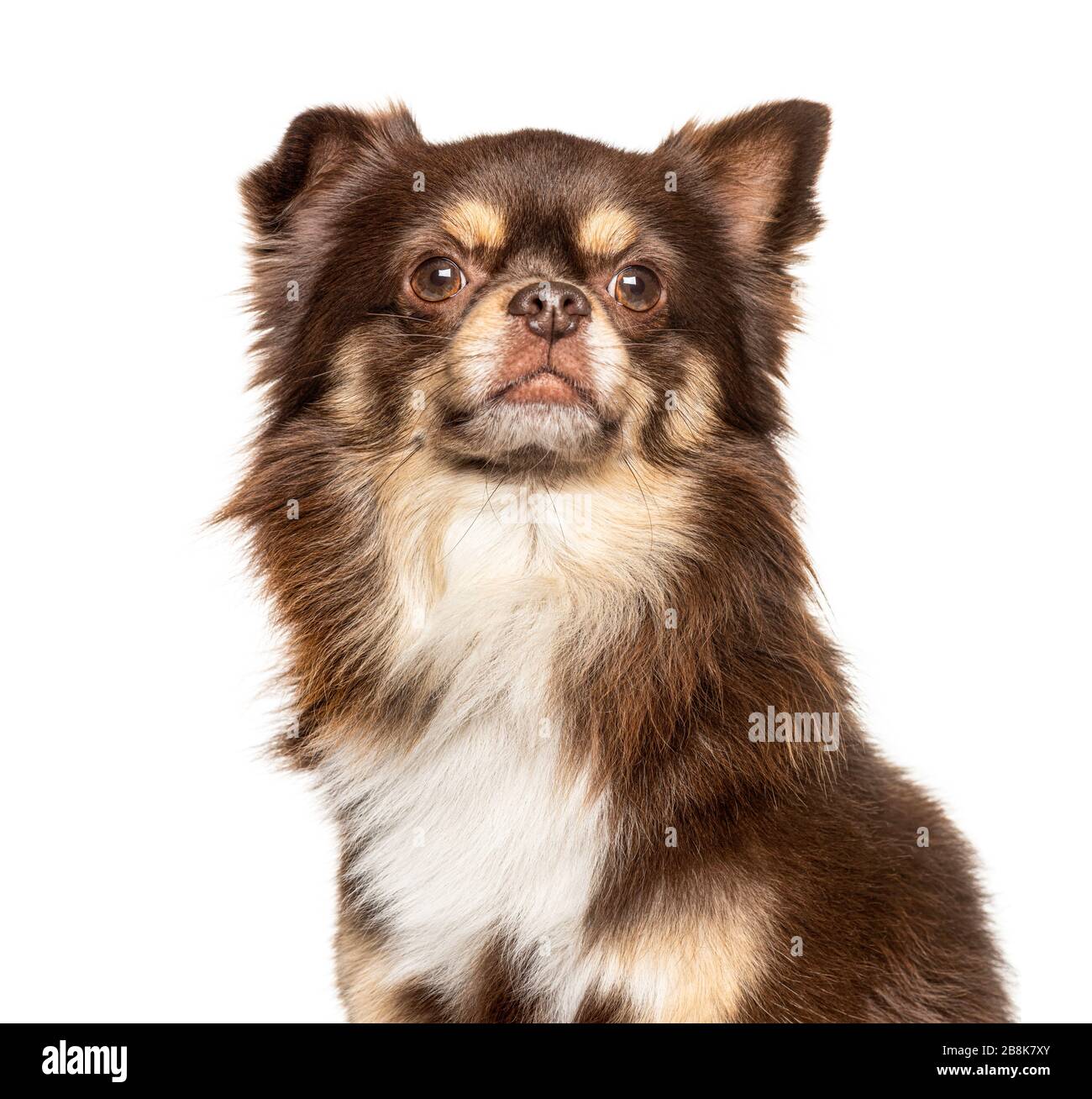 Testa di un fiero Chihuahua, isolato su bianco Foto Stock