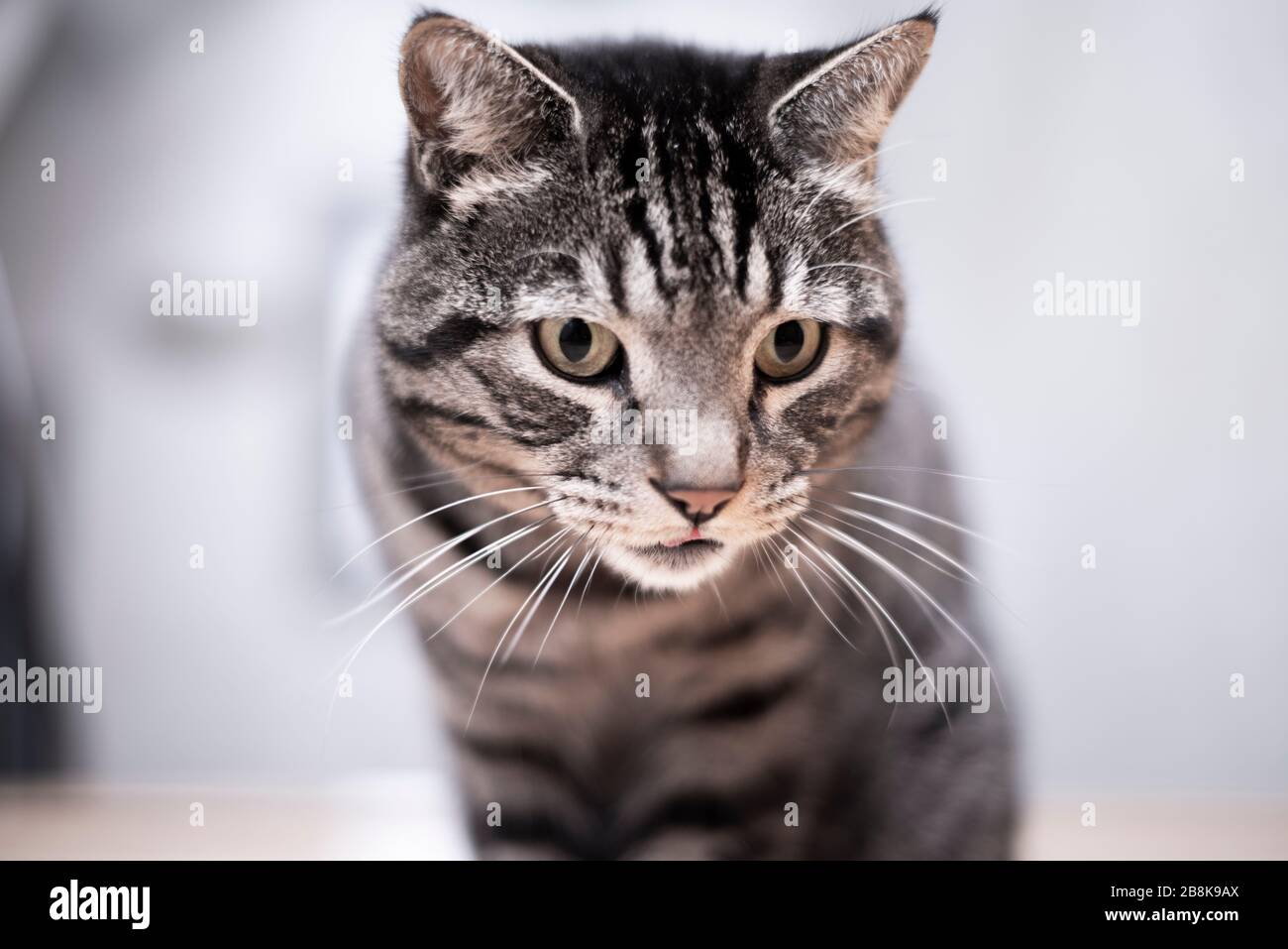 Gatti tabby nero, grigio e bianco con sorprendente espressione di attacco e  look dolce Foto stock - Alamy