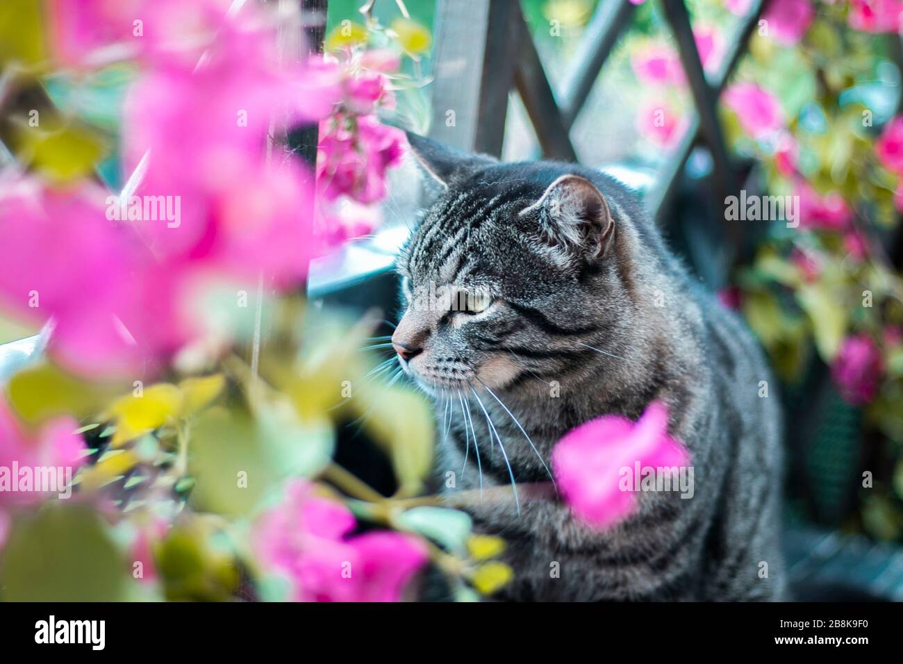 Gatto circondato da fiori immagini e fotografie stock ad alta risoluzione -  Alamy