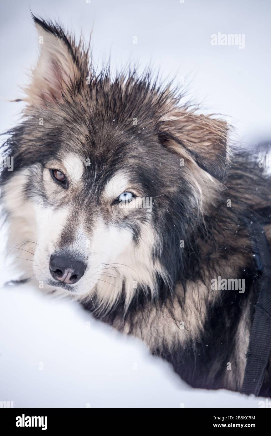 Husky all'aperto con occhi di colore diverso Foto Stock