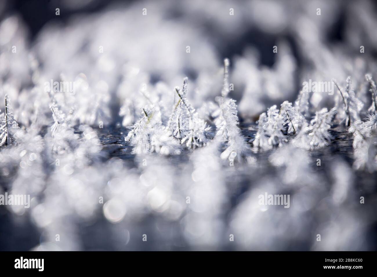 Mattina frosty con bei dettagli di erba ghiacciata Foto Stock