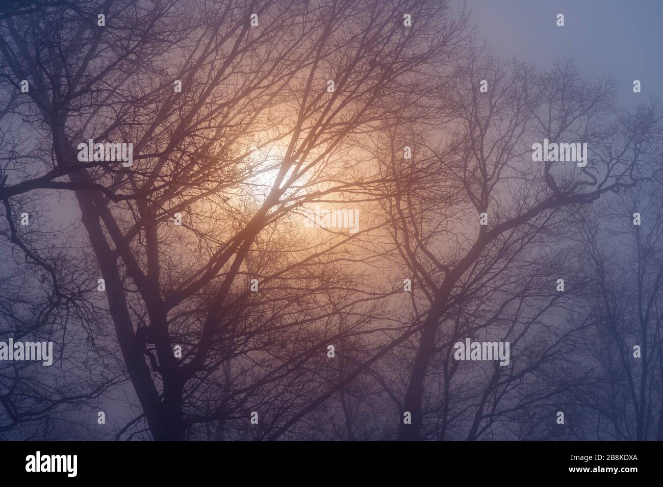 Il sole che splende attraverso gli alberi nella foresta con fitta nebbia densa Foto Stock